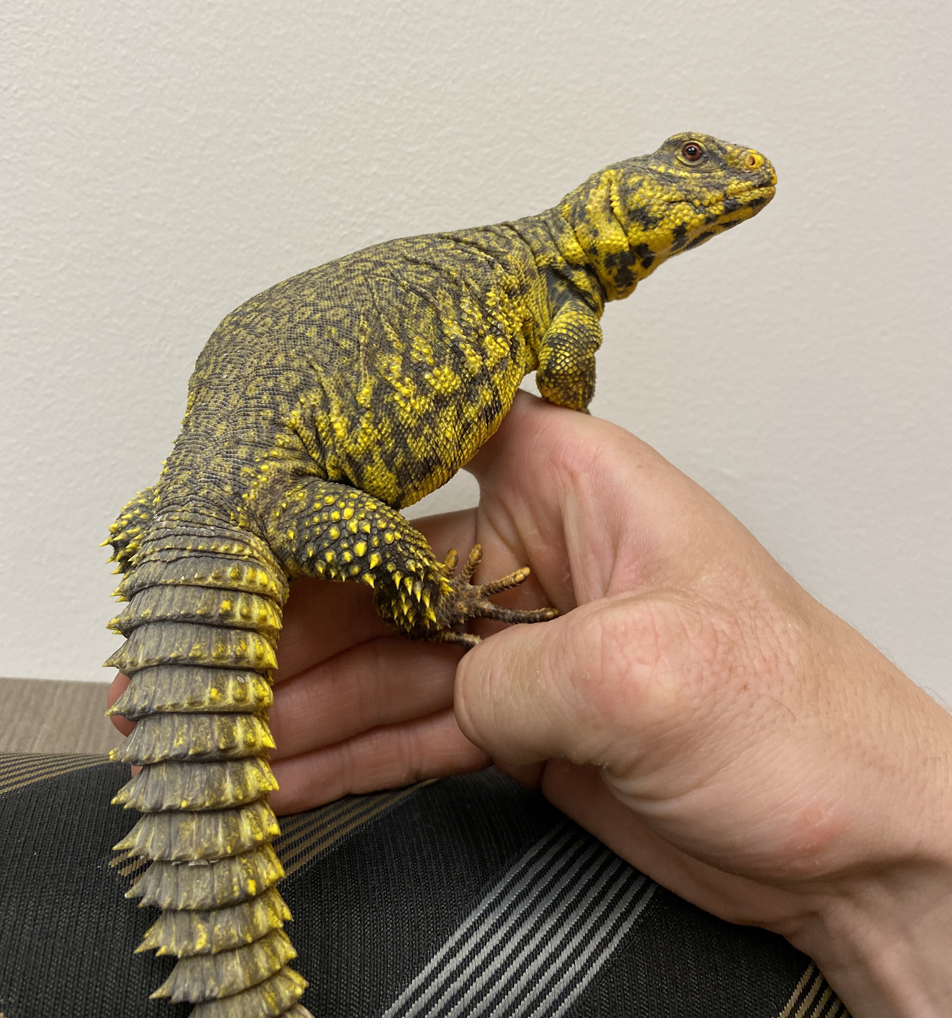 Little Hammy, our Uromastyx!