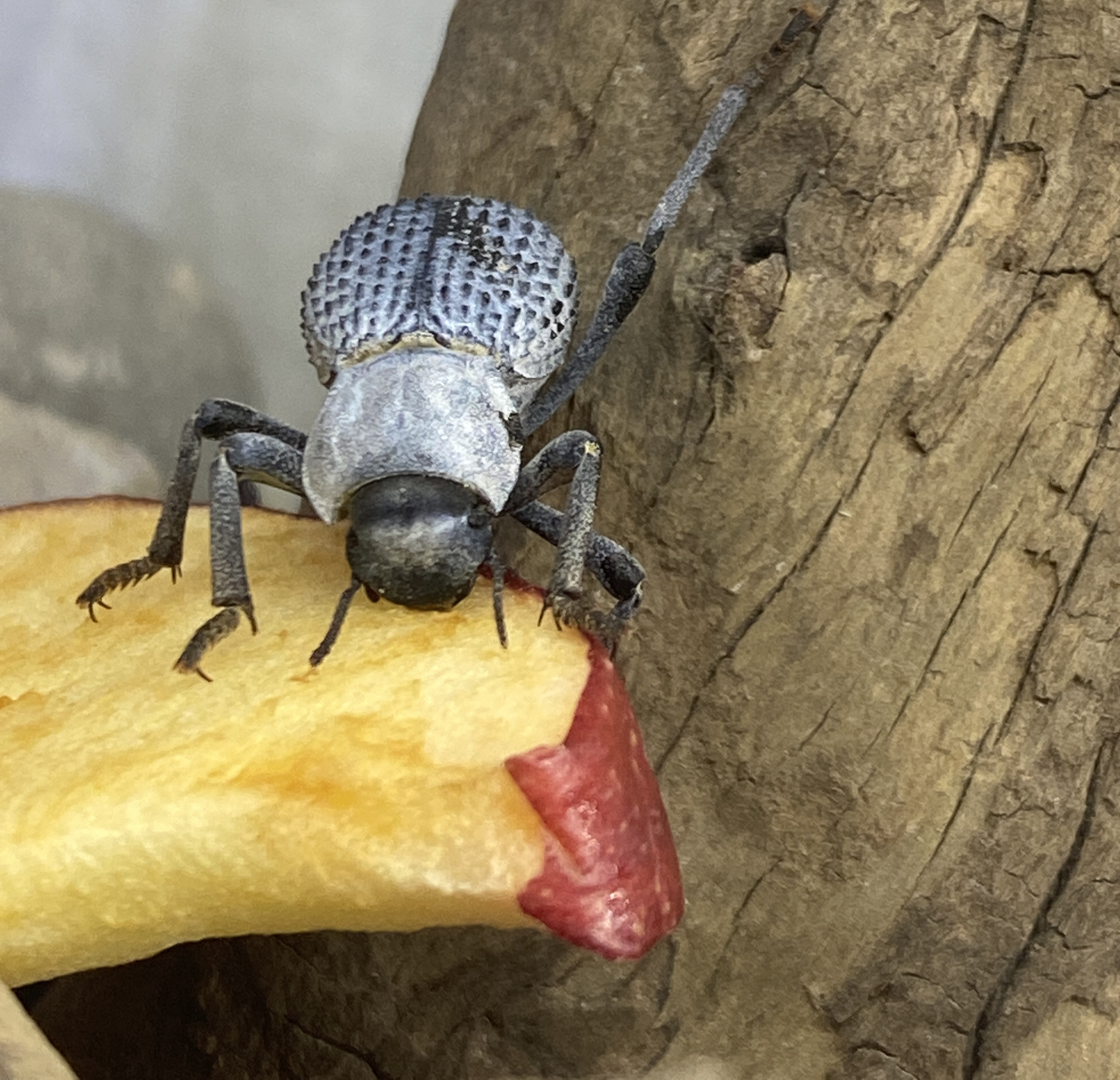 One of three beetles (aka The Beeds!)