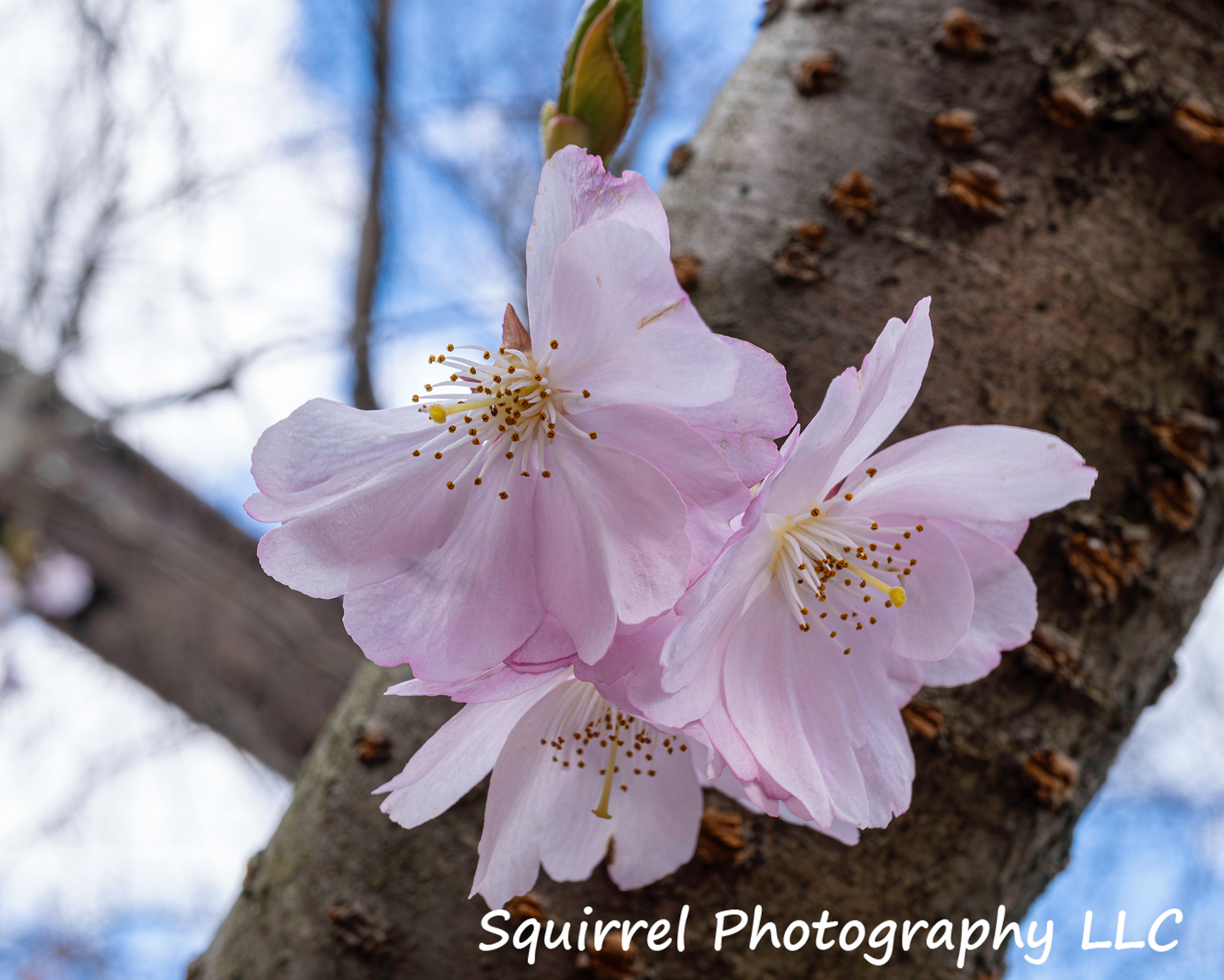 "Cherry Blossom in Bloom"