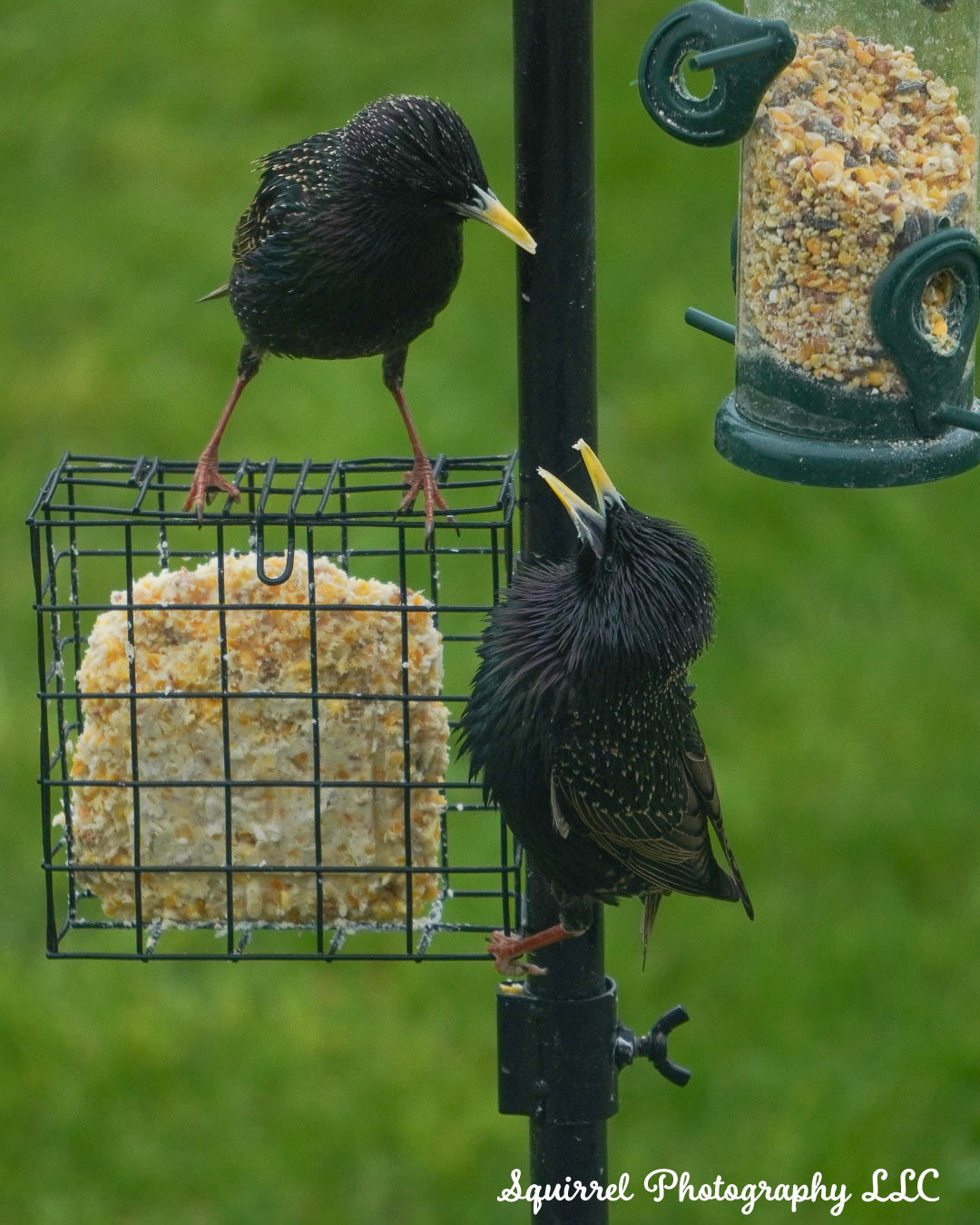 "Chat at the Suet Bar"