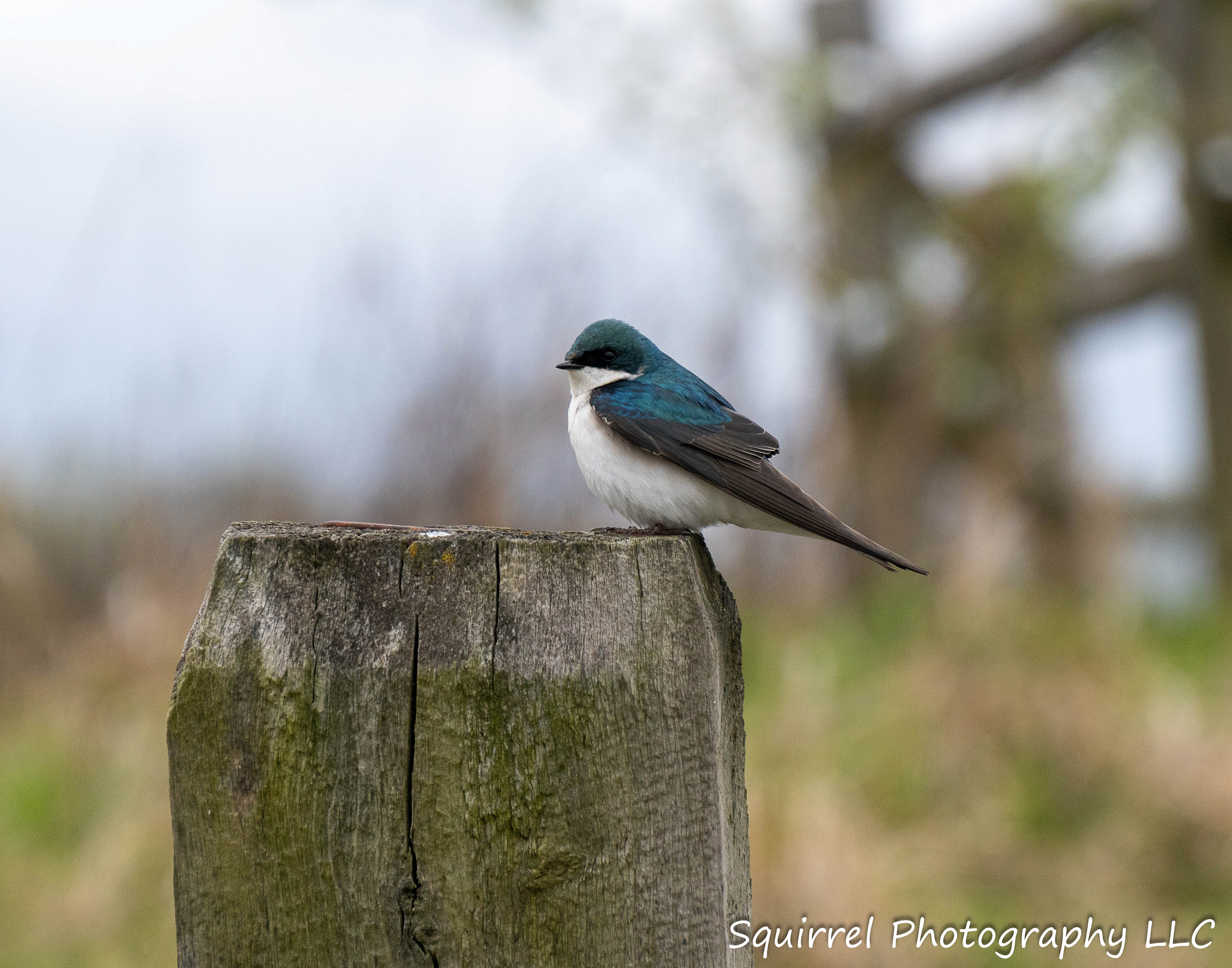 "Tree Swallow on Fence"