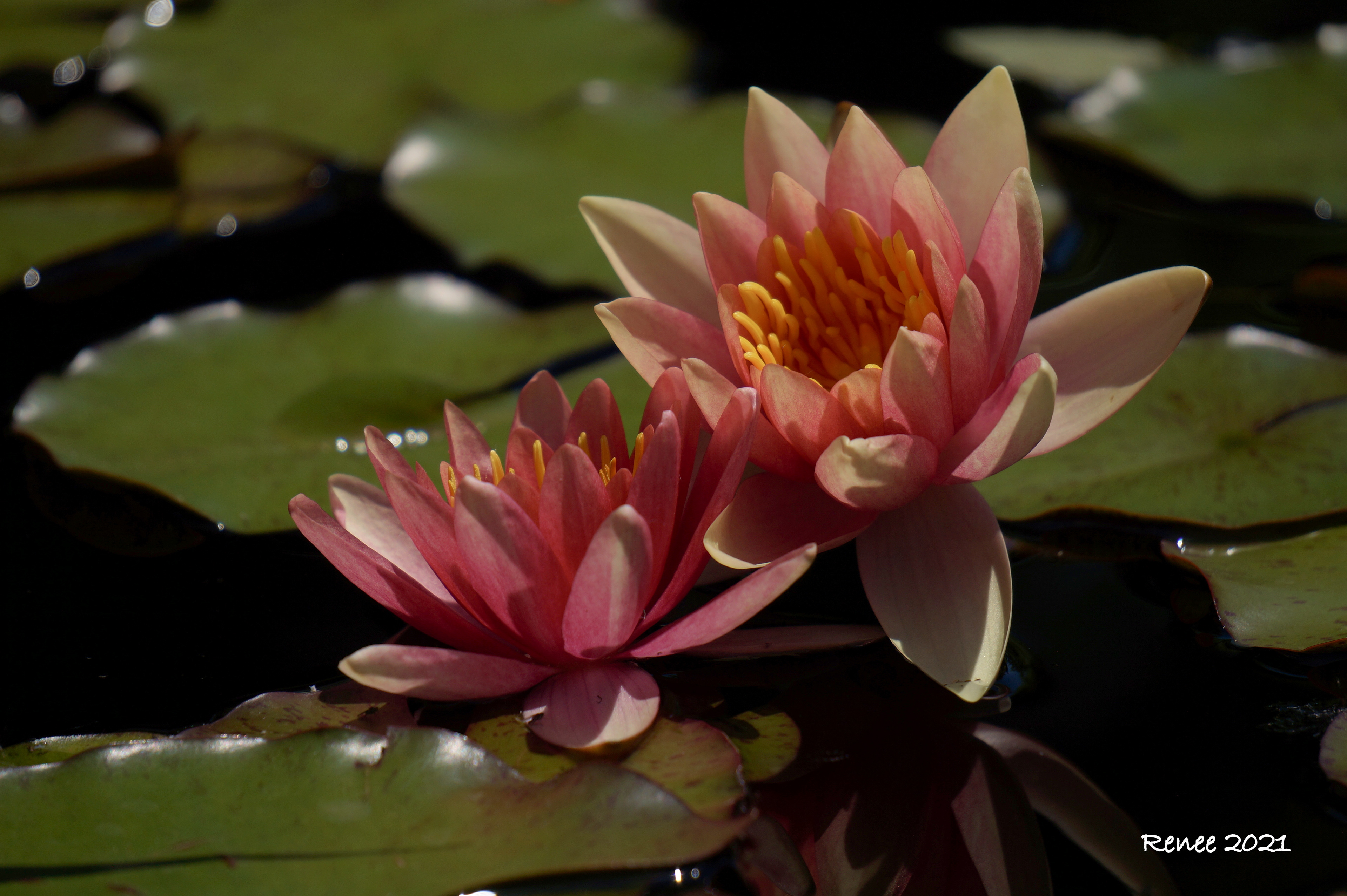 "A Lily Pad & Lotus"