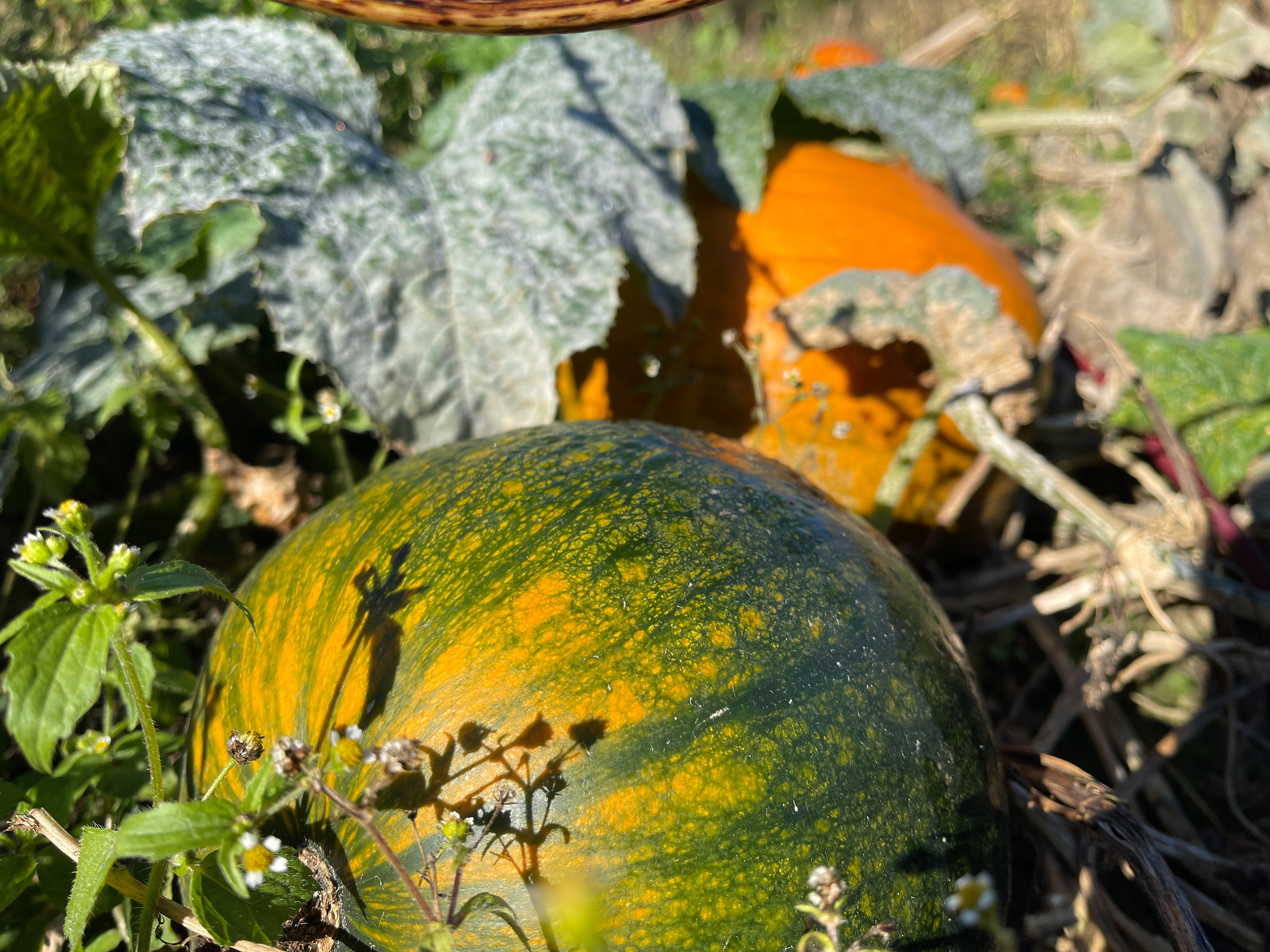 Harvest