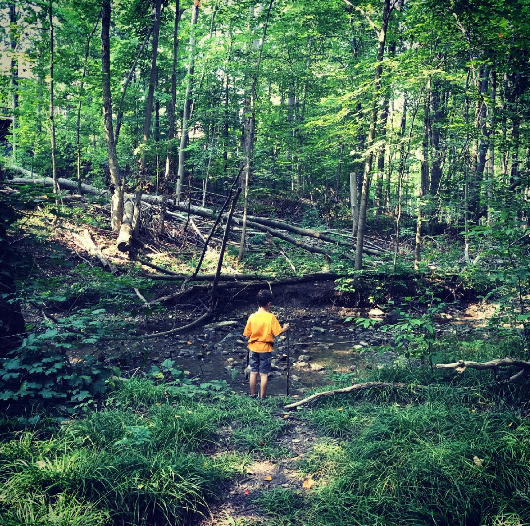 In the Forest