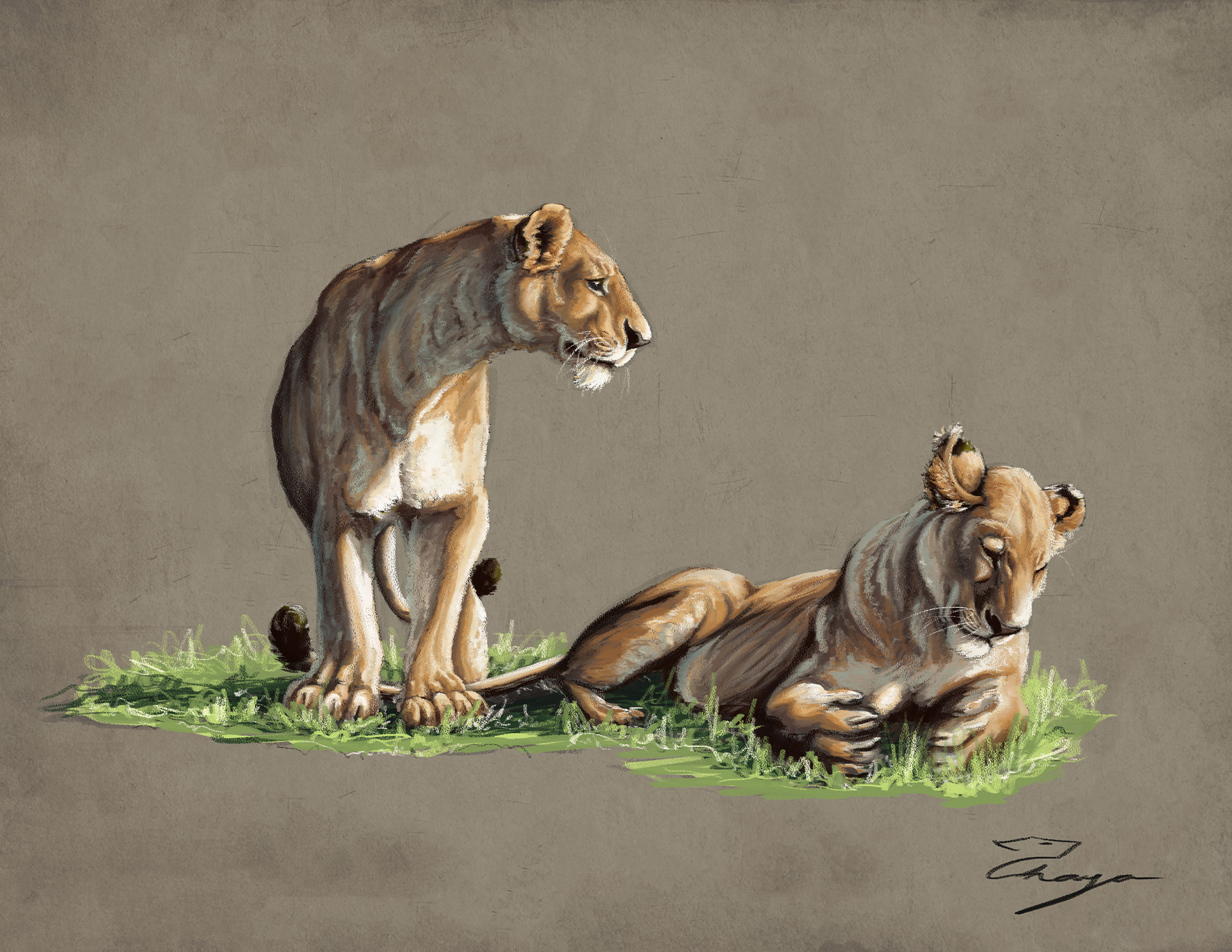 Lionesses in the Sun
