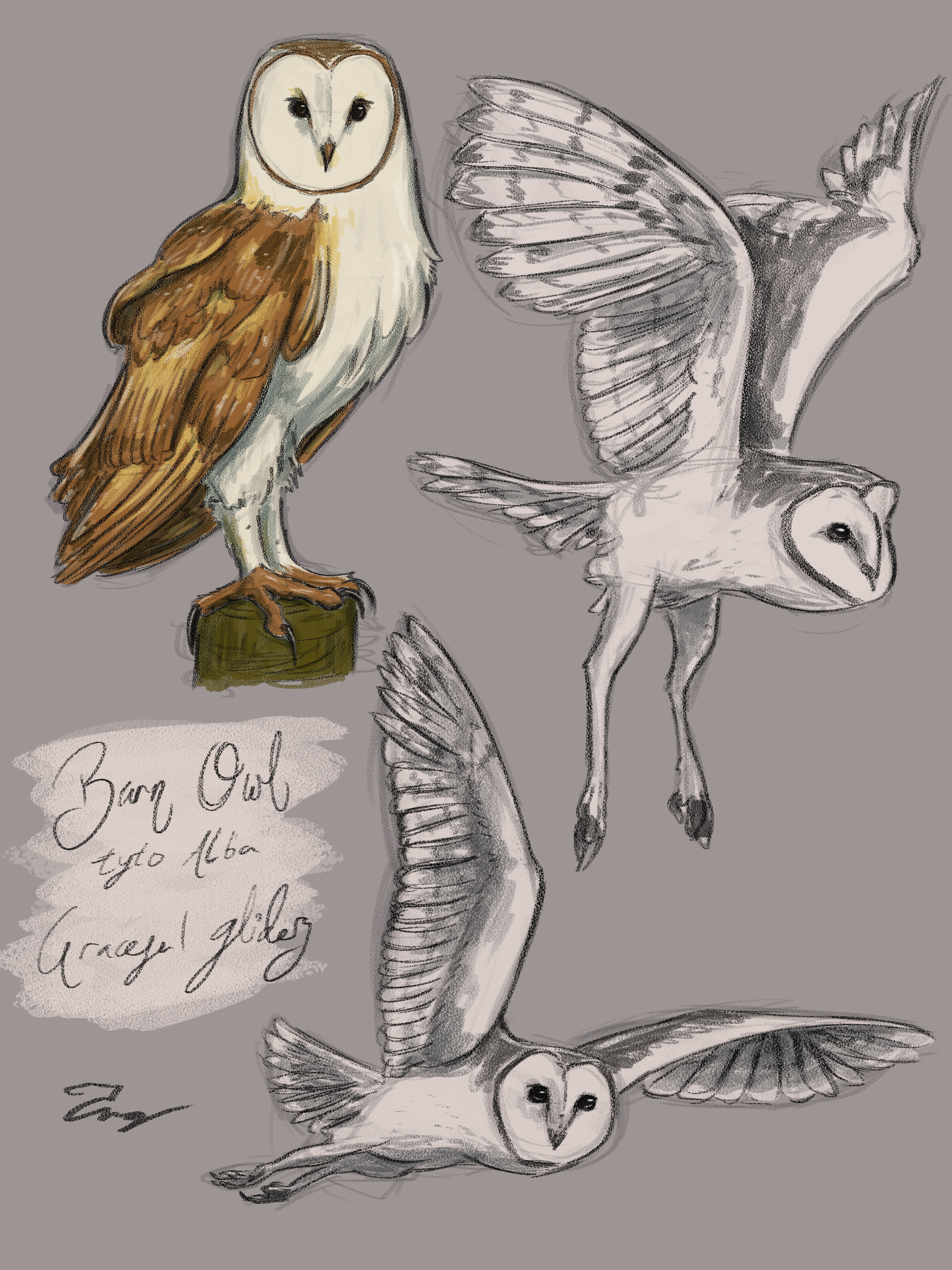 Barn Owls