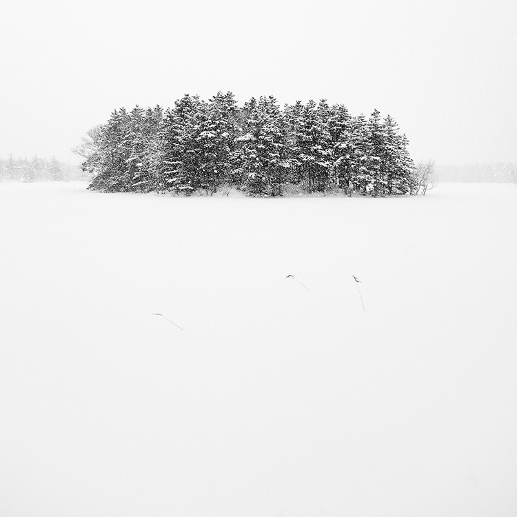 White Copse. Winter in Hokkaido.