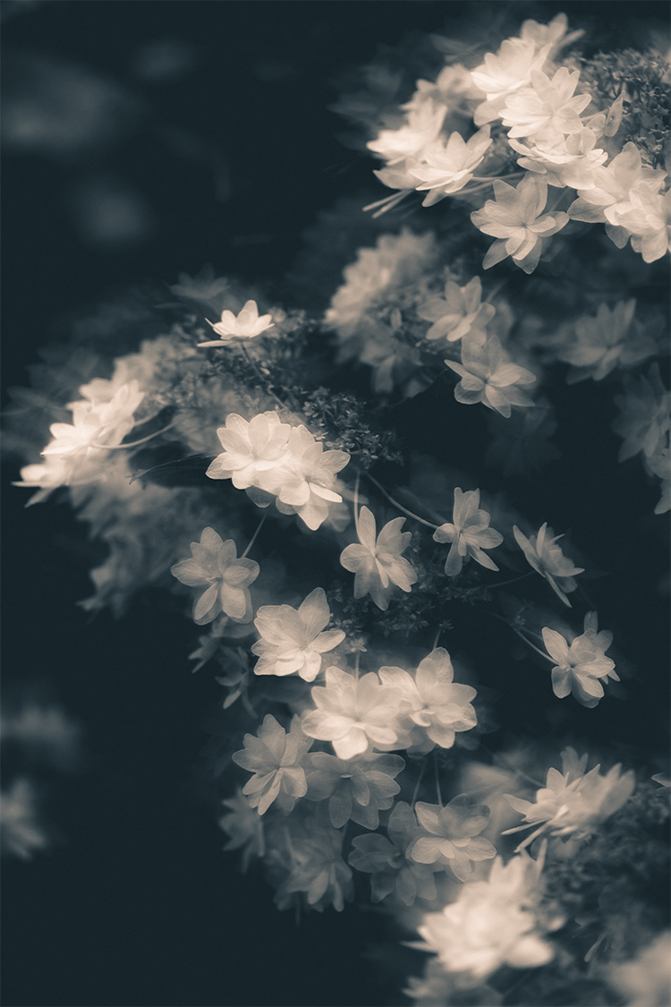 下田市、下田公園あじさい祭りのIntentional Camera Movement(ICM) Photography