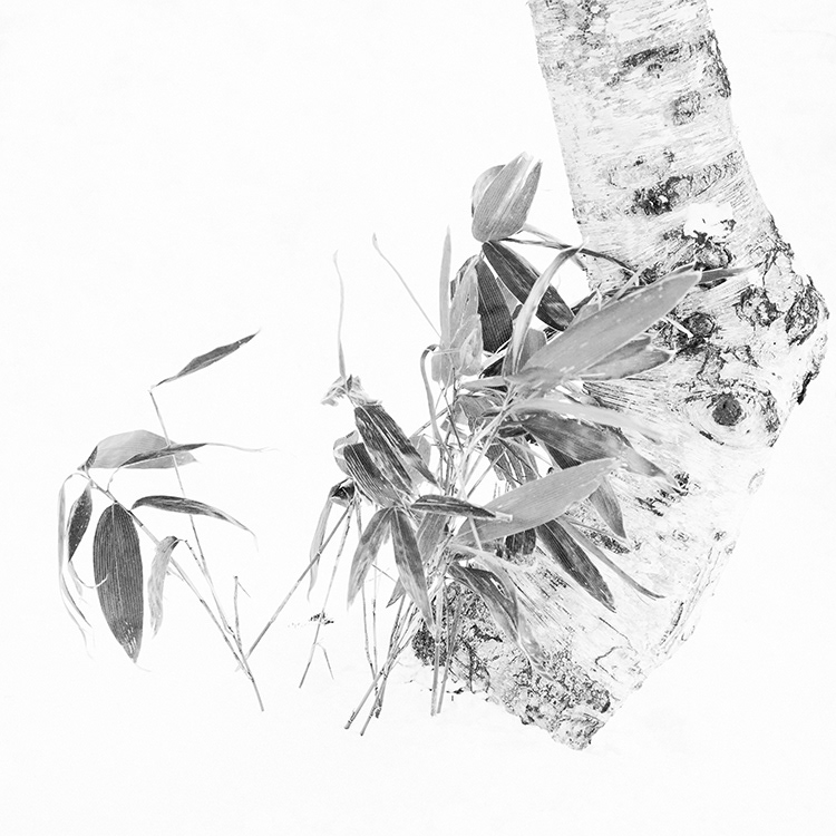 熊笹と白樺。長野県戸隠牧場の冬