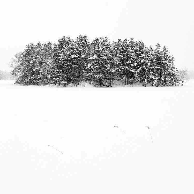 Forest of Hokkaido