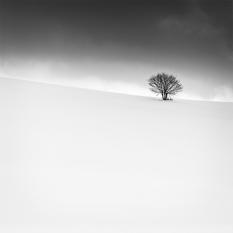Hilltop Tree, Biei, Hokkaido, Japan.