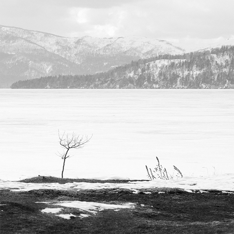 Kussharo Lake Tree.