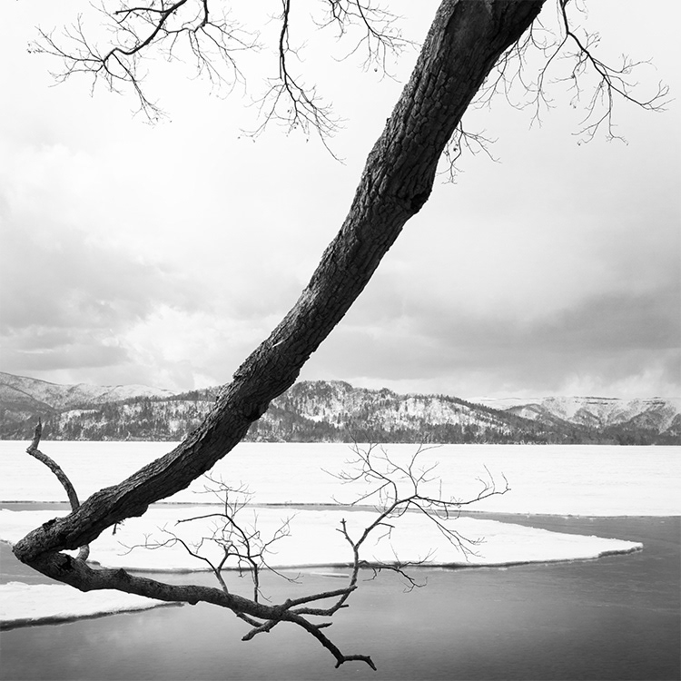 kussharo Lake Tree.