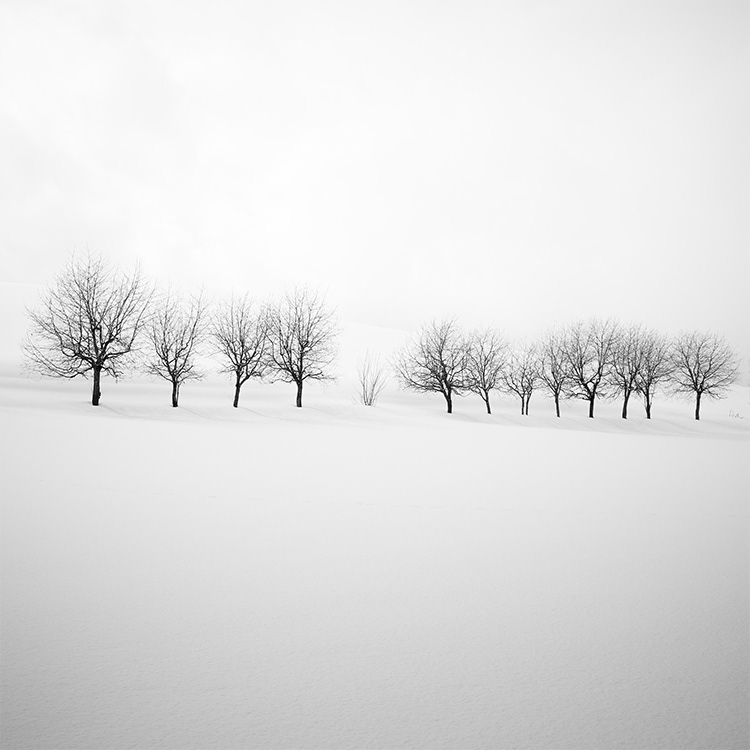 The tree of Biei Hokkaido.