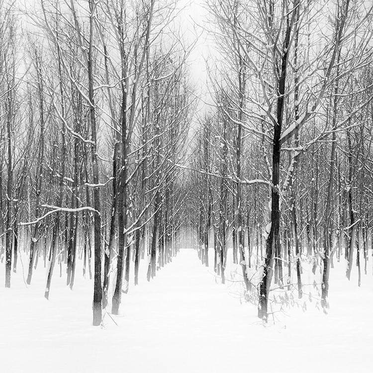 Forest of Biei town in Hokkaido in winter.