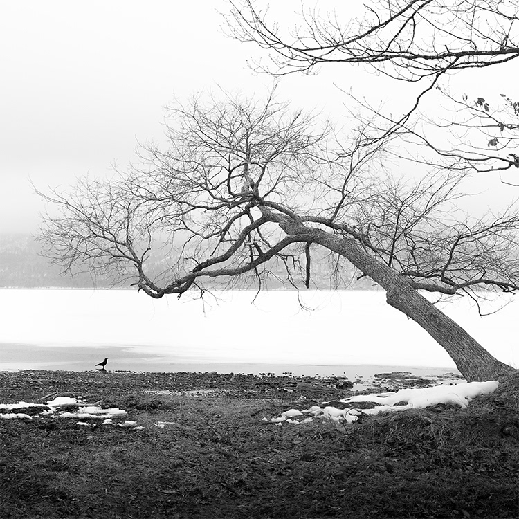 Kussharo Lake Tree.