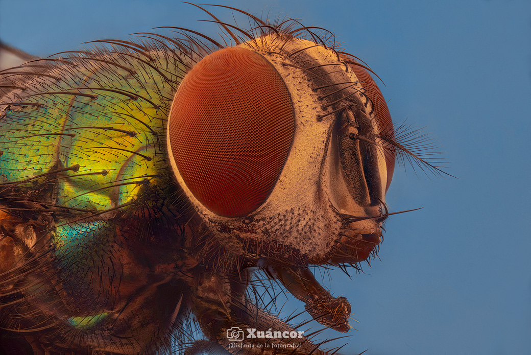 Mosca verde