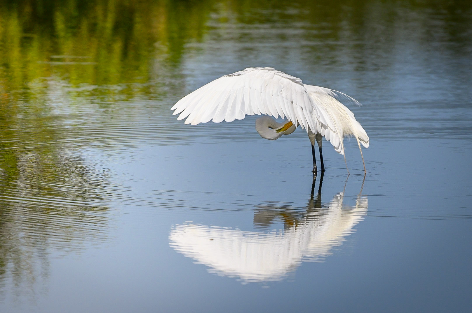 Egret Umbrella