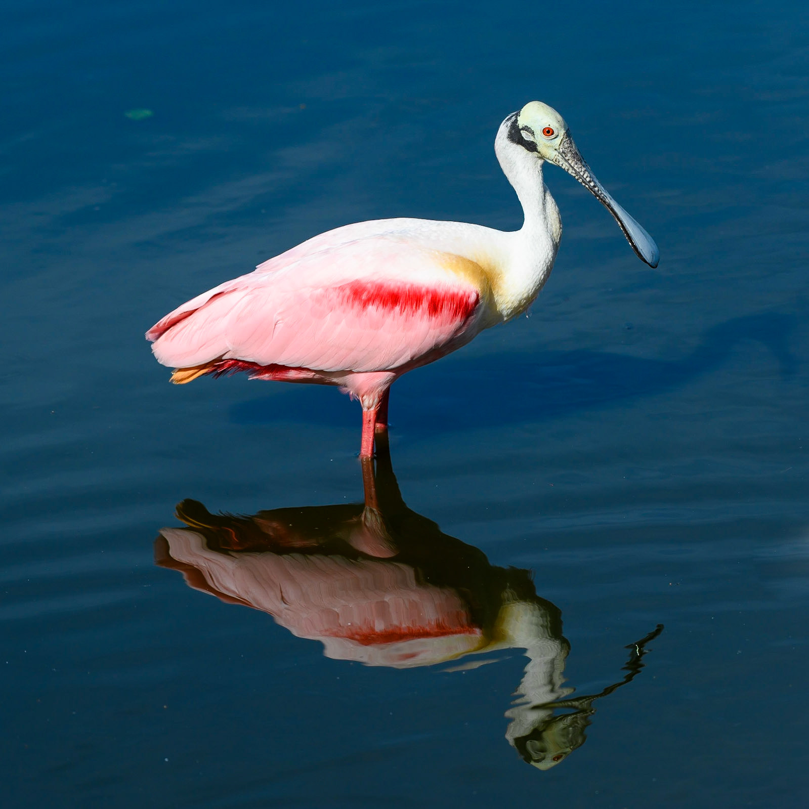 Spoonbill