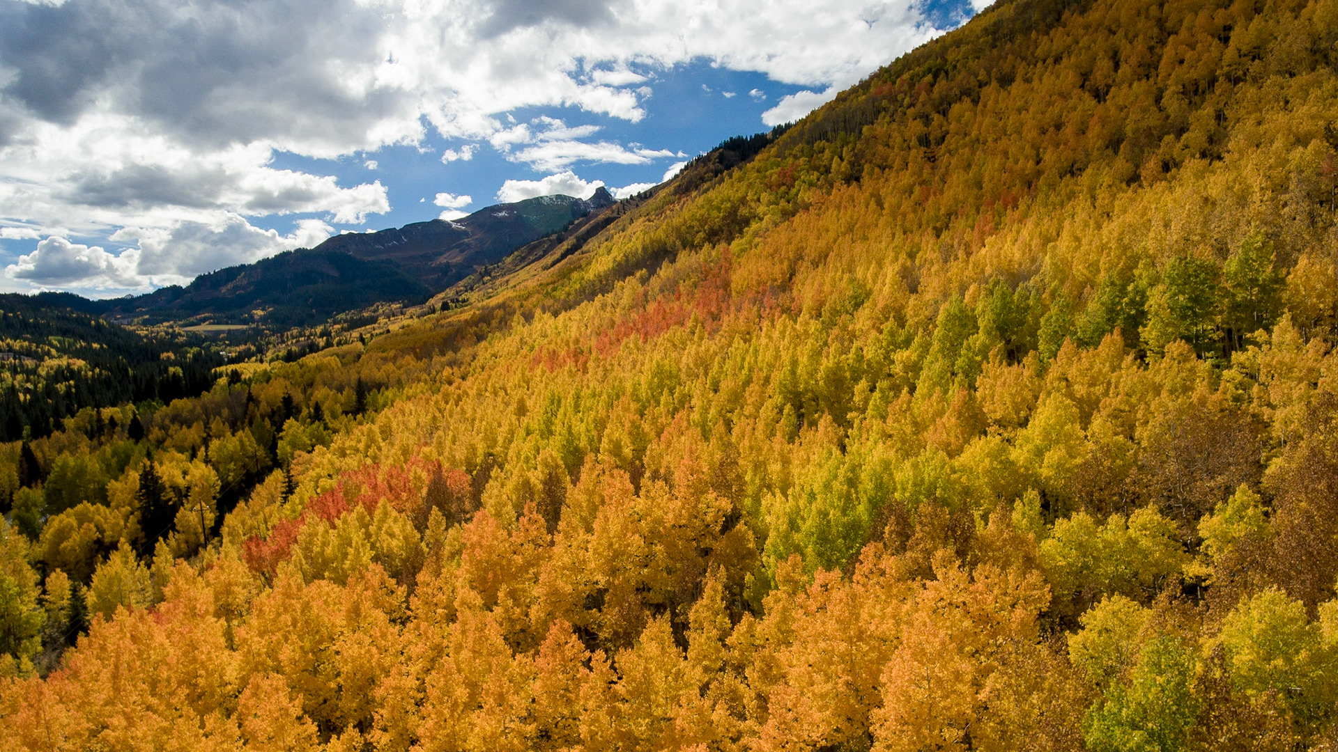 Fall Colors near Aspen, Colorado