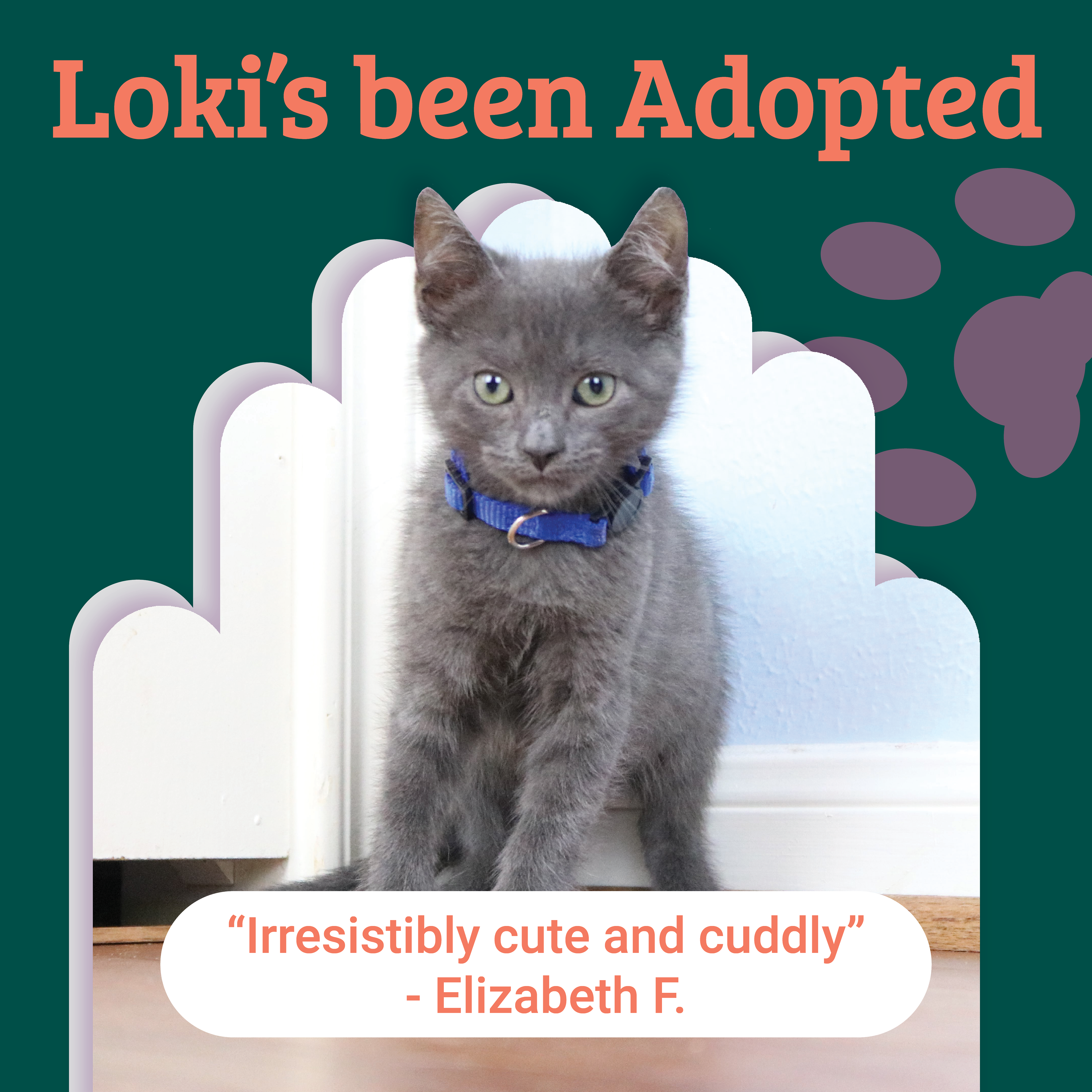 Adoption Update - Loki