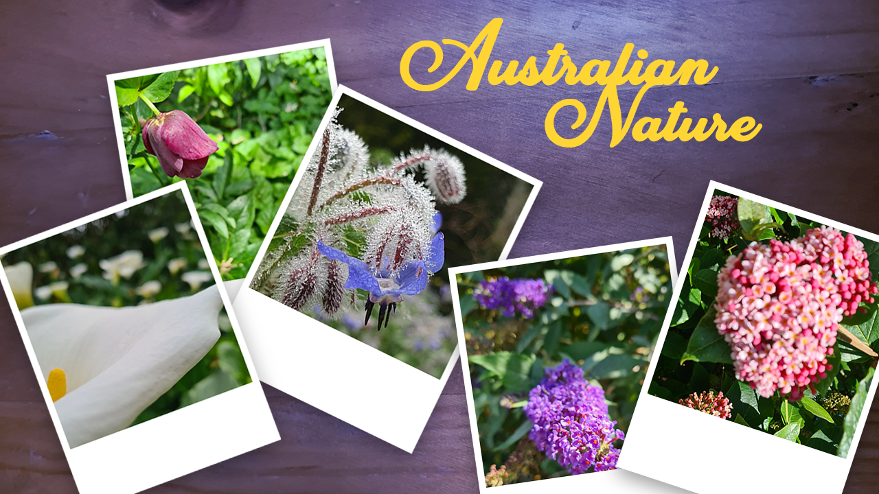 Polaroids of Australian Foliage