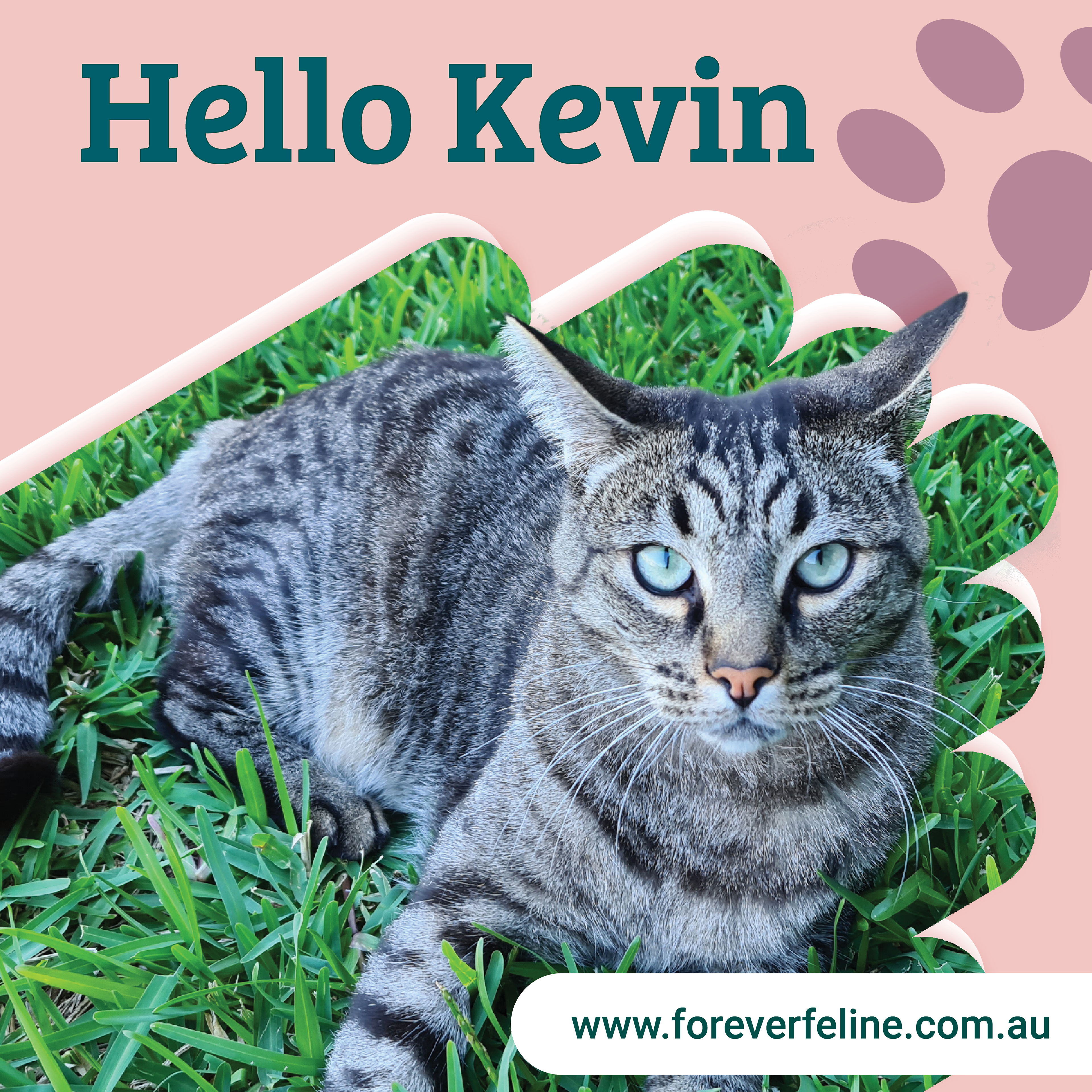 Adoption - Meeting Kevin