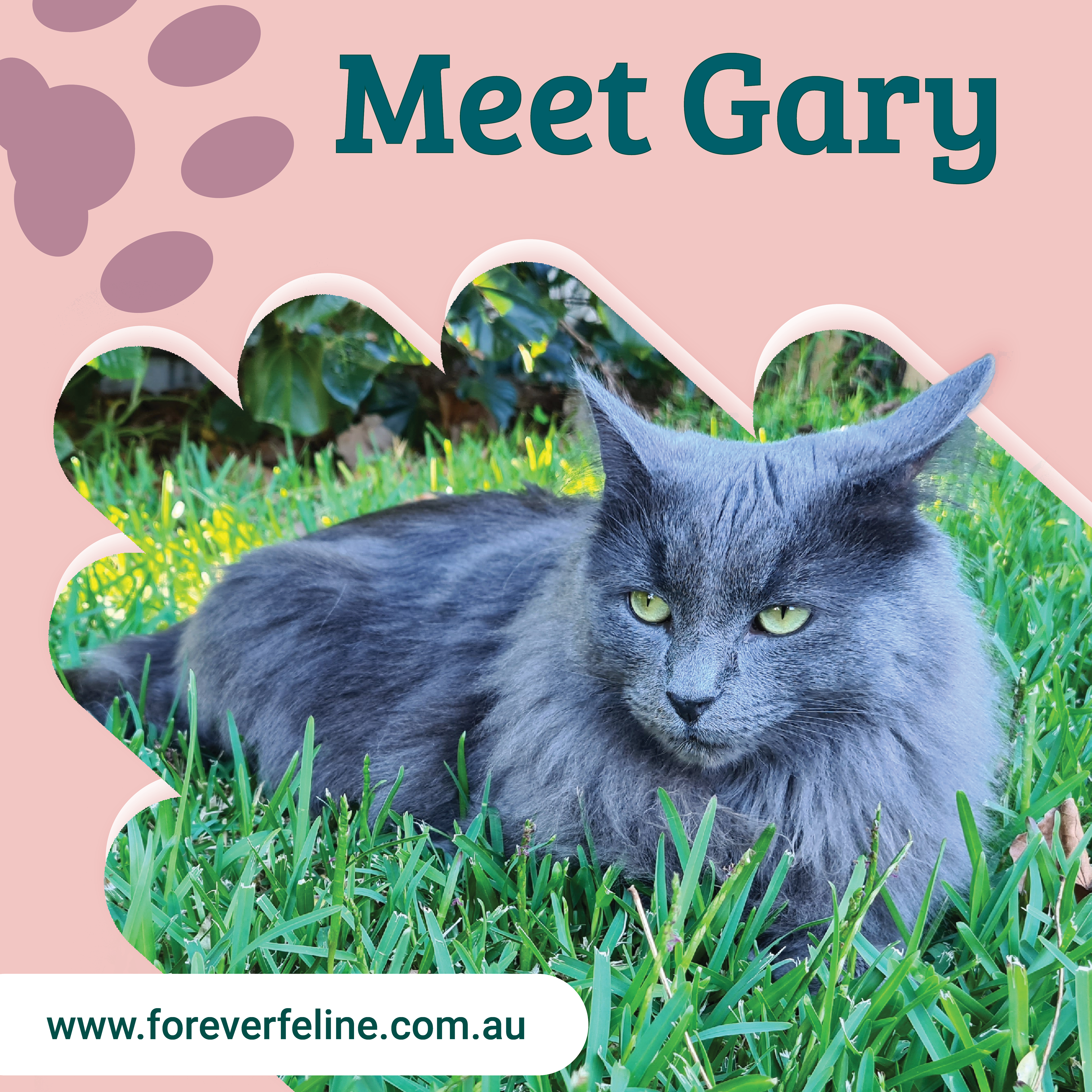 Adoption - Meeting Gary
