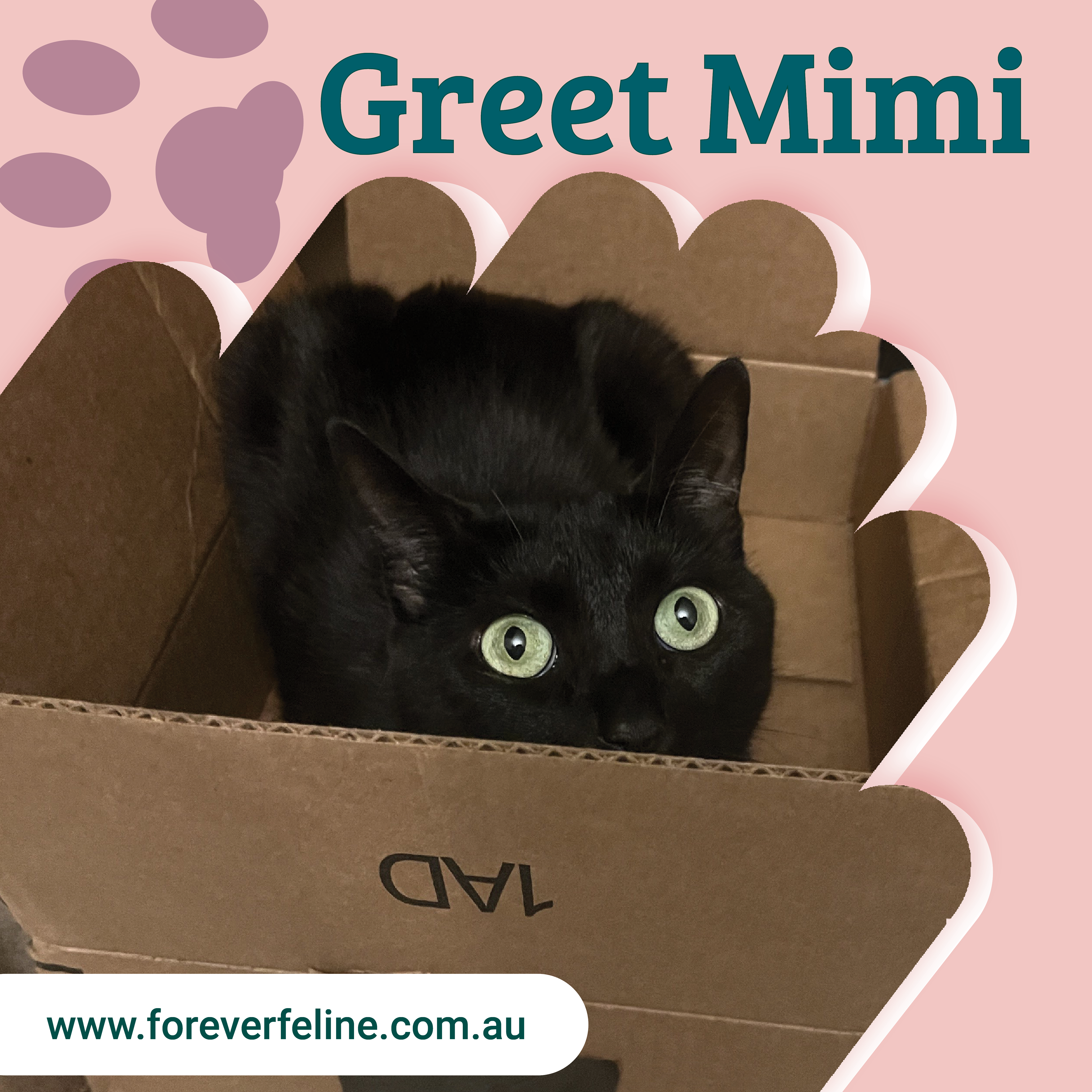 Adoption - Meeting Mini