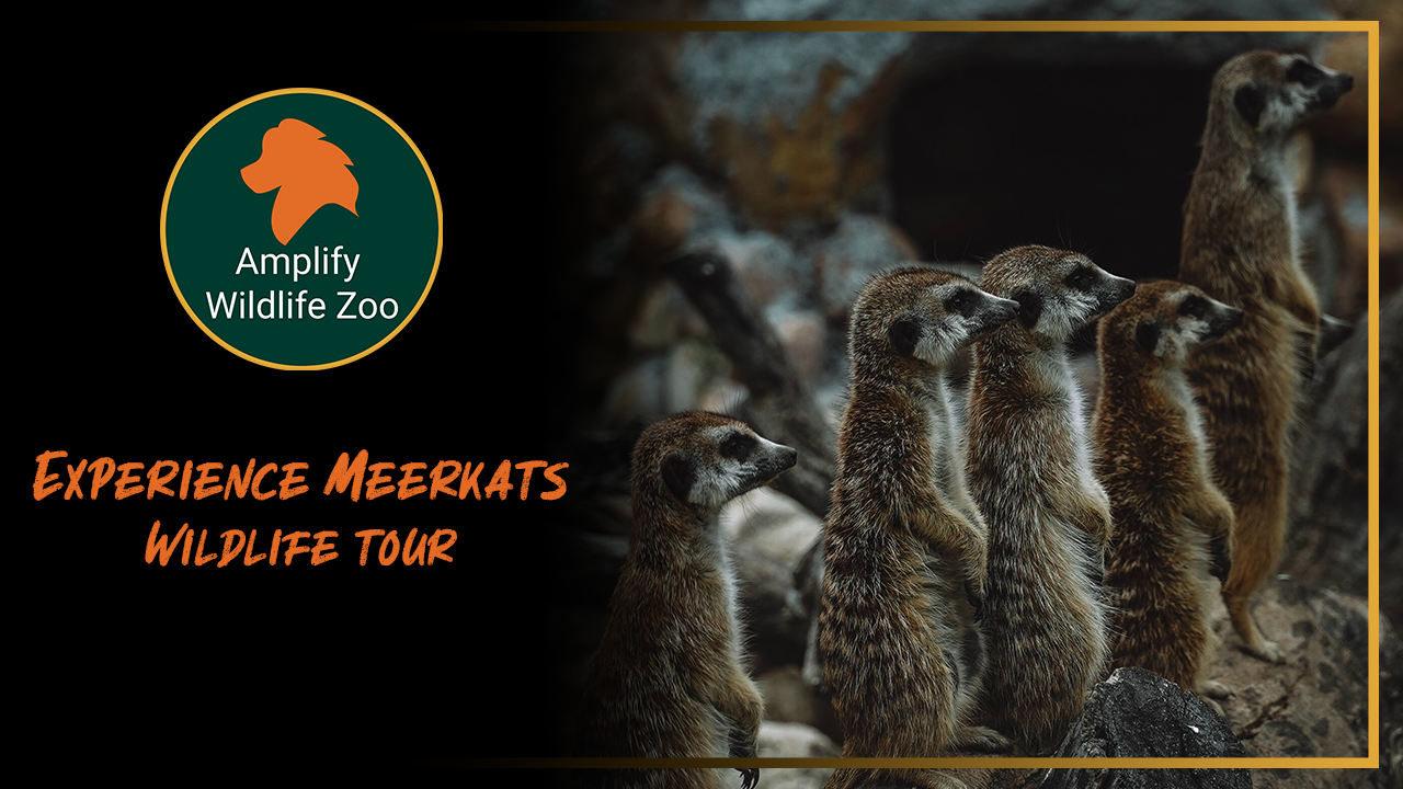 Amplify Wildlife Zoo Meerkat Enclosure Tour