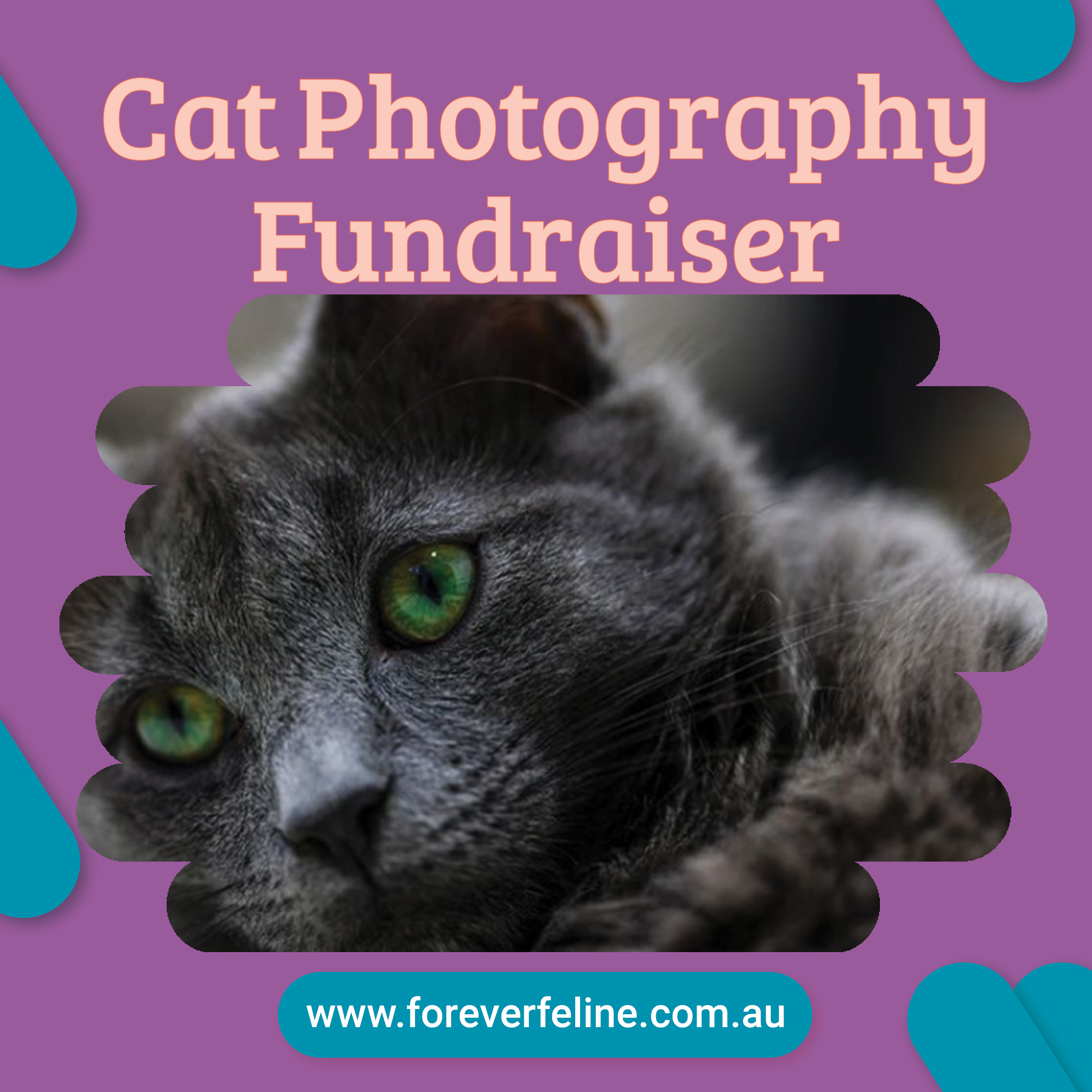 Cat Photography Fundraiser #1
