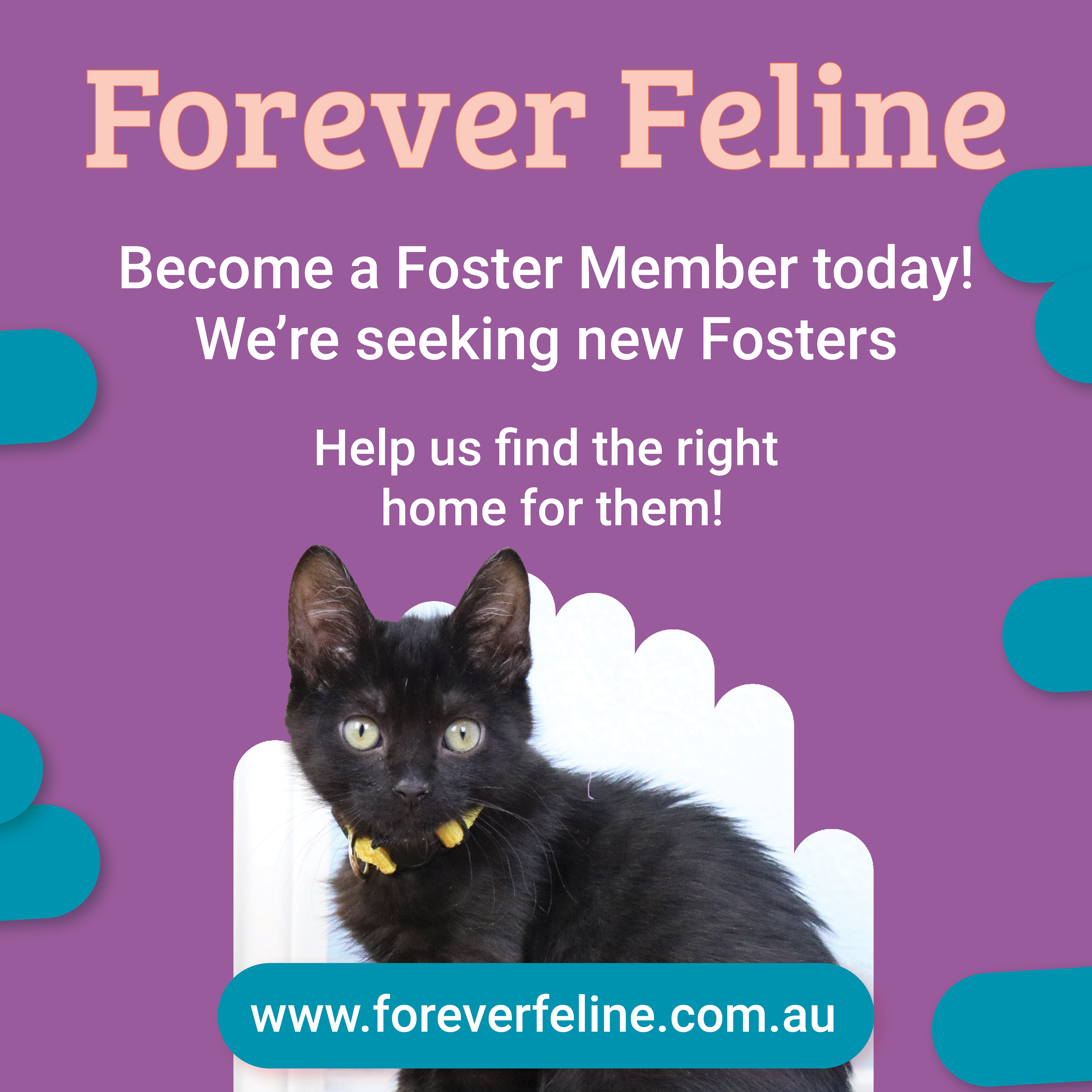 Being a Foster Carer for Cats