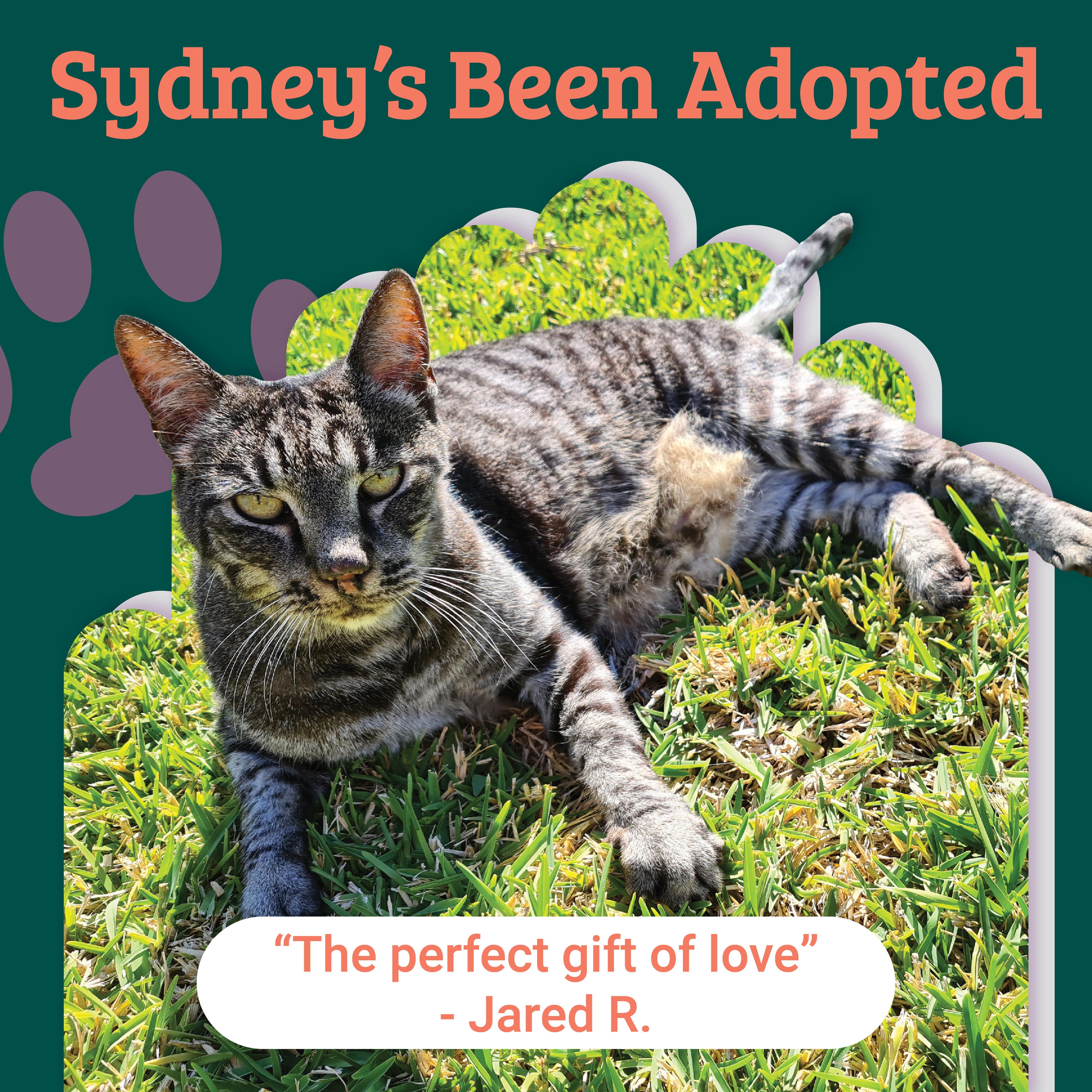 Adoption Update - Sydney
