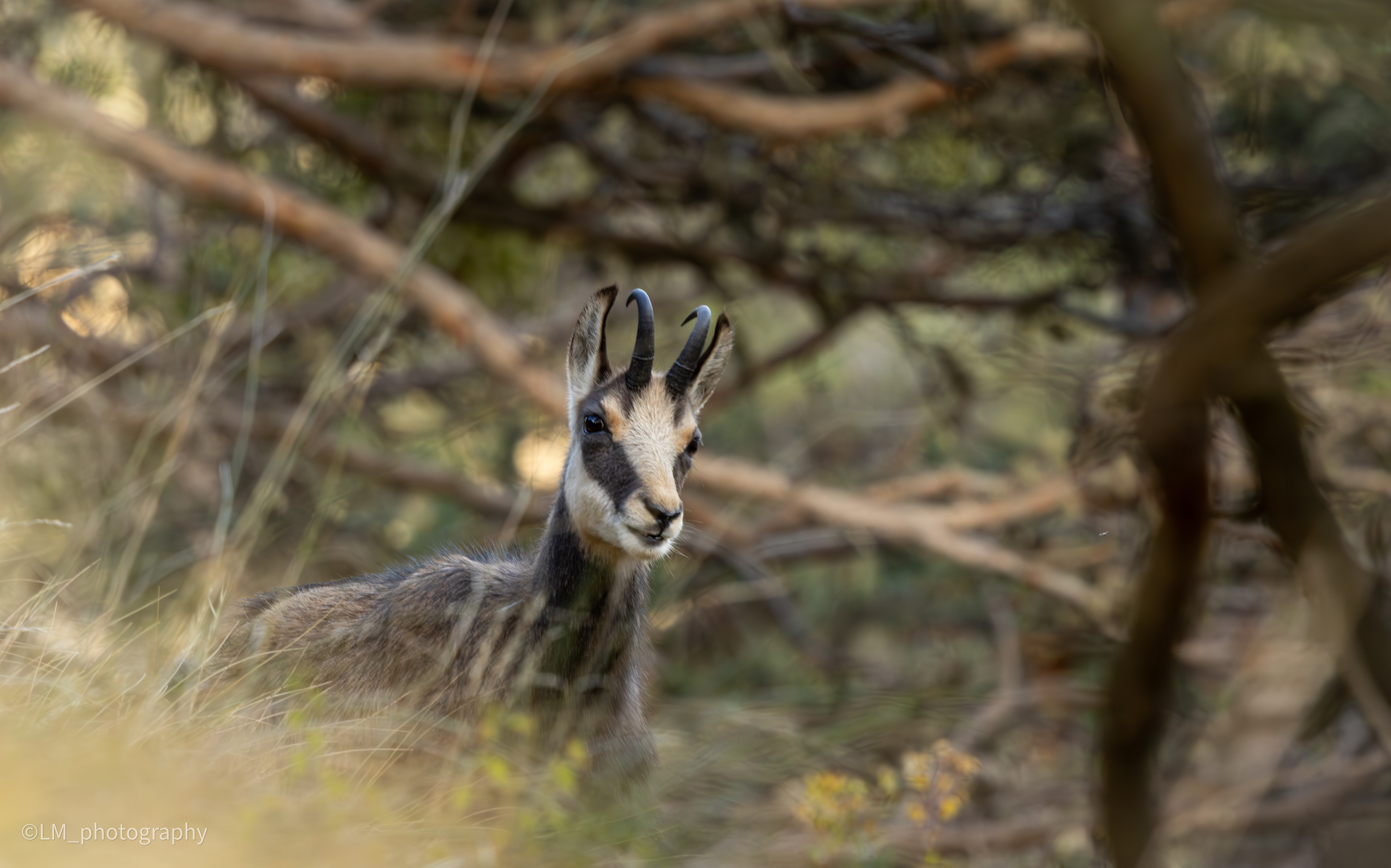 chamois 1