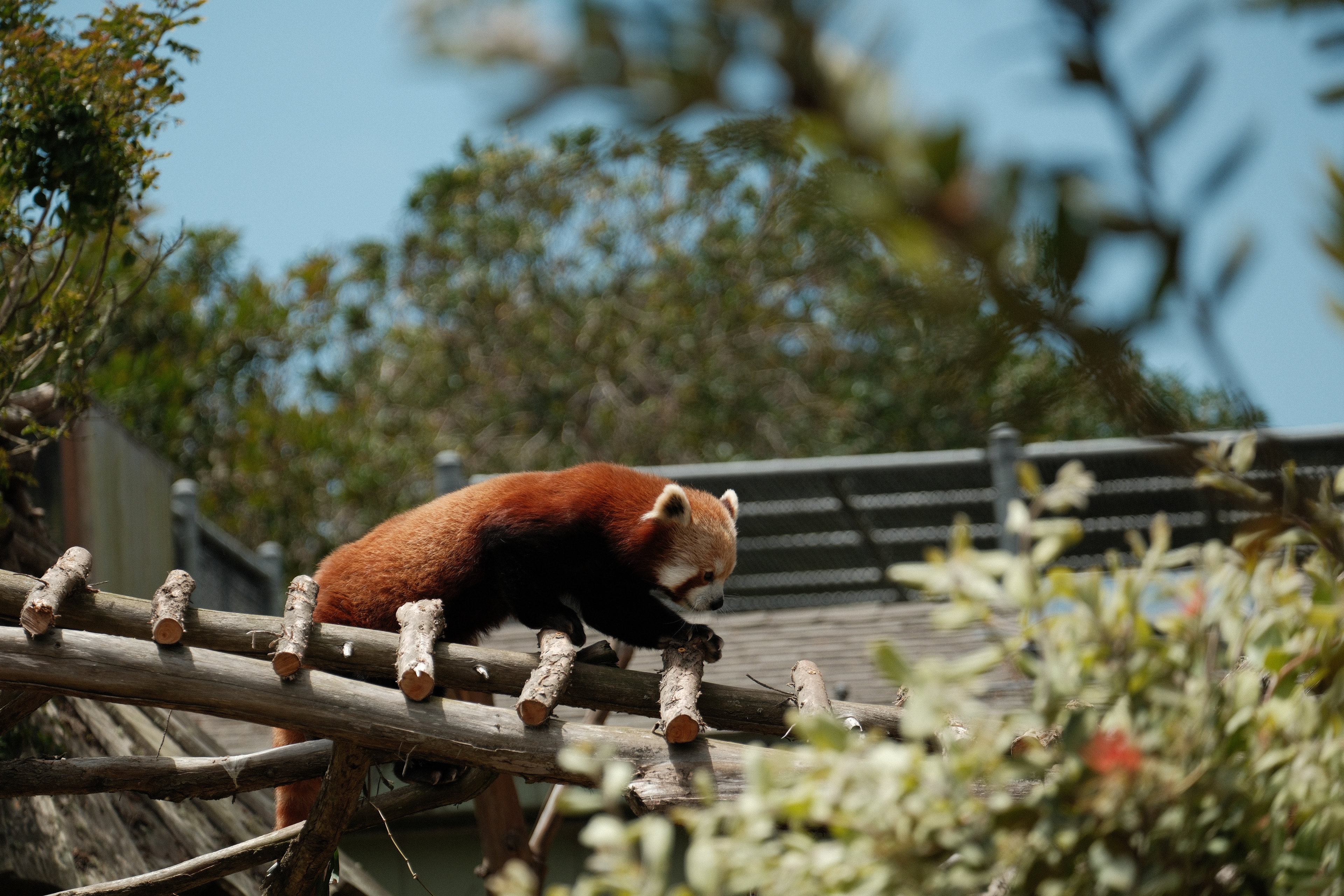 San Francisco Zoo | June 9th, 2024