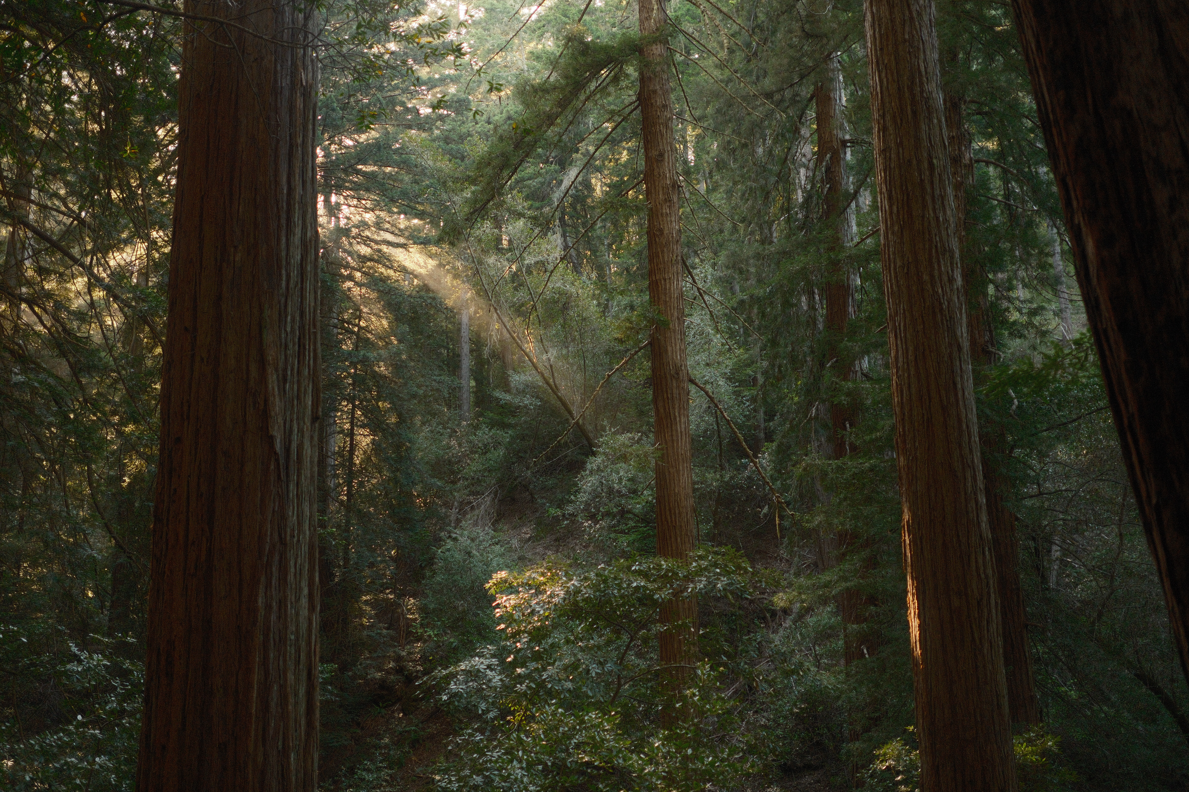 Muir Woods | May 25th, 2024