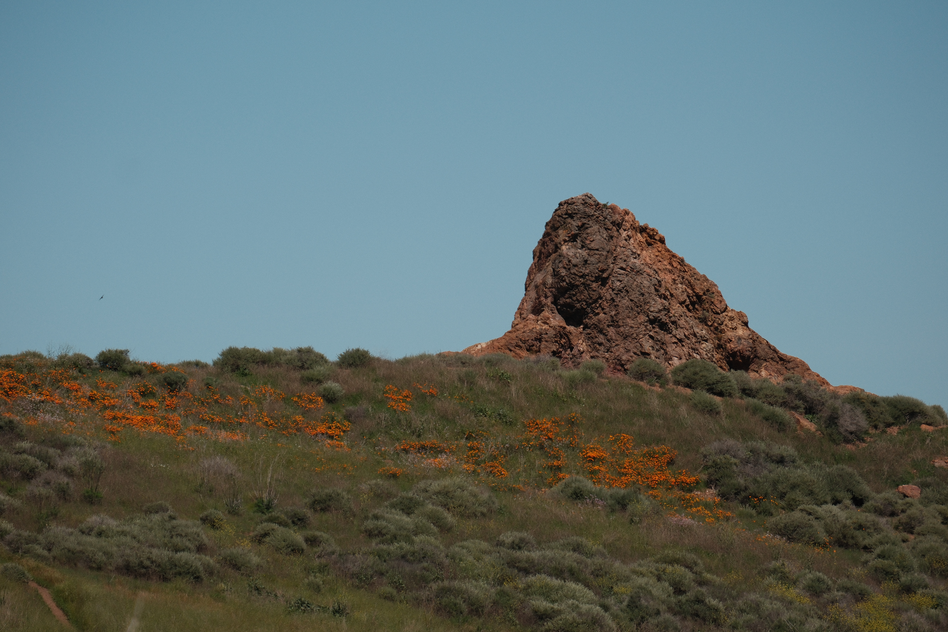 Coyote Hills Regional Park | April 21st, 2024