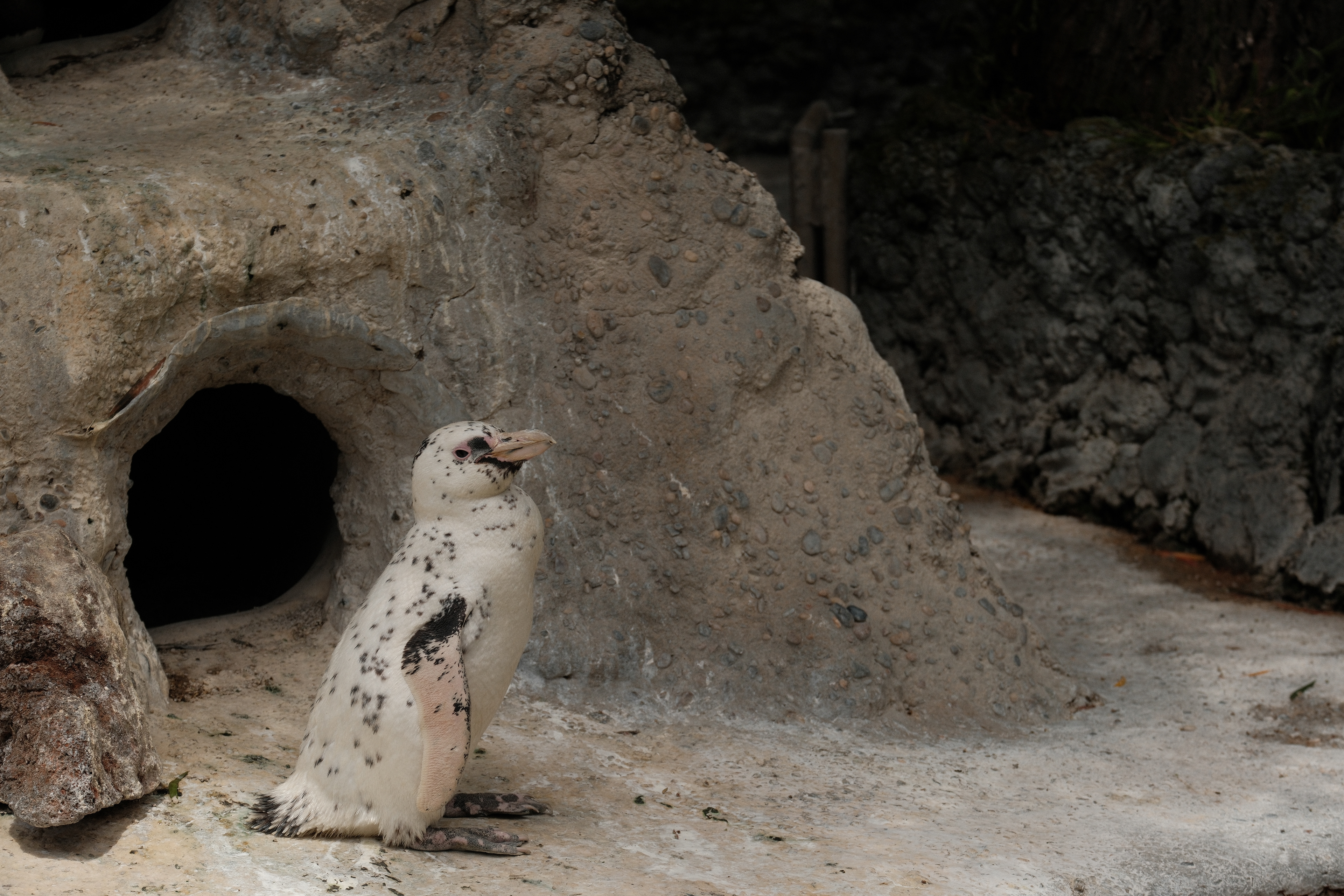 San Francisco Zoo | June 9th, 2024