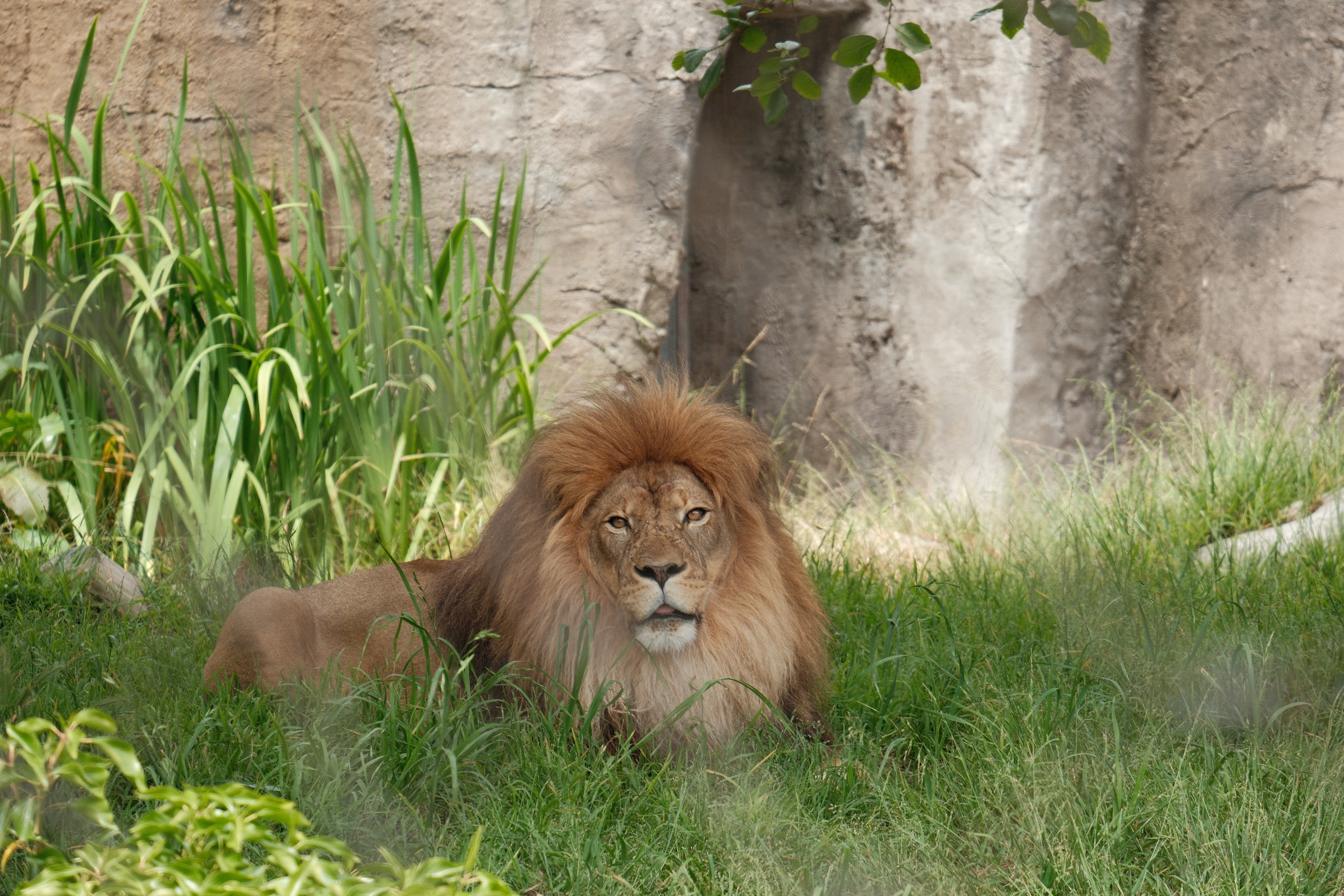 San Francisco Zoo | June 9th, 2024