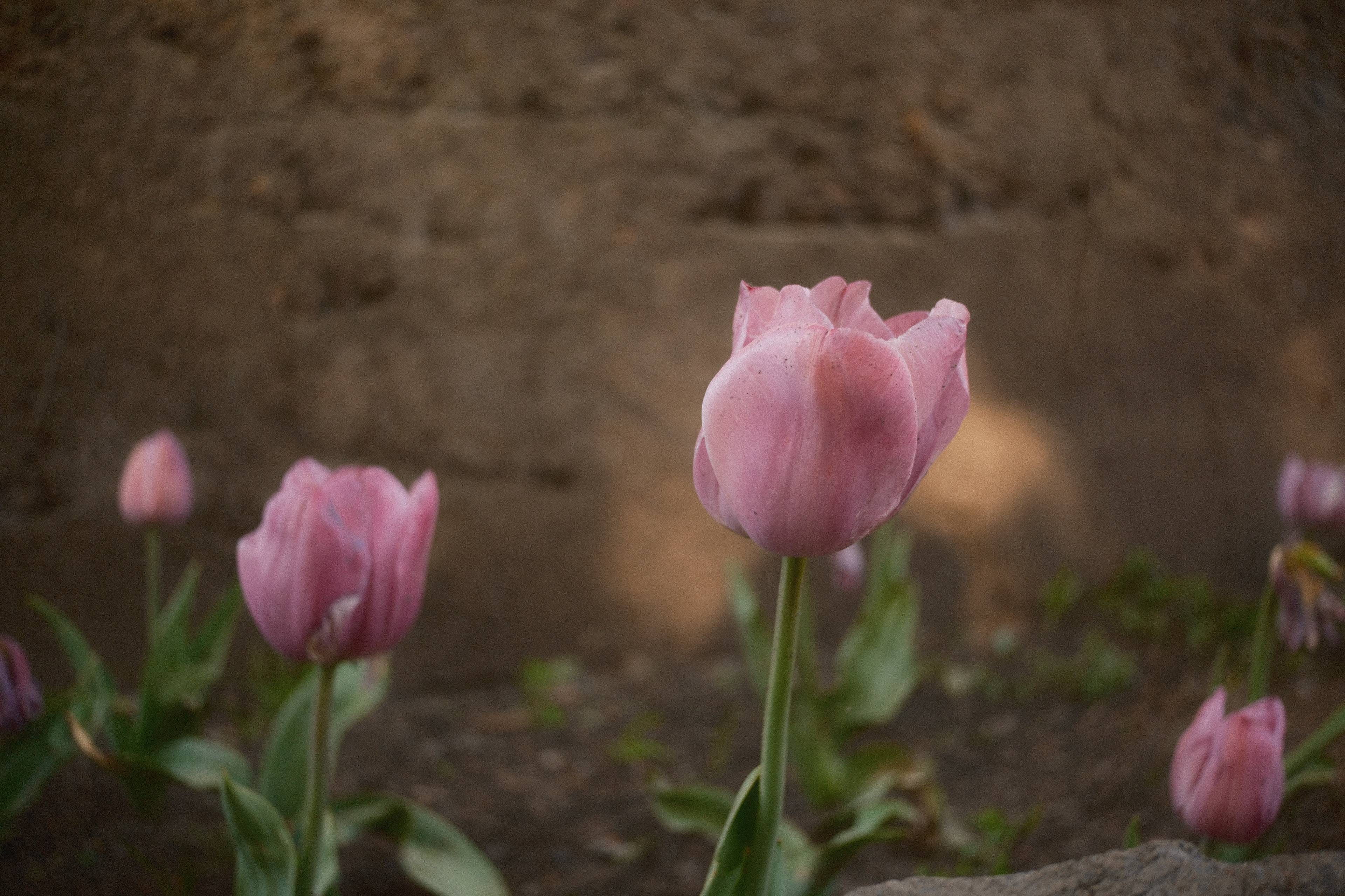 Dutch Windmill, Golden Gate Park | April 7th, 2024