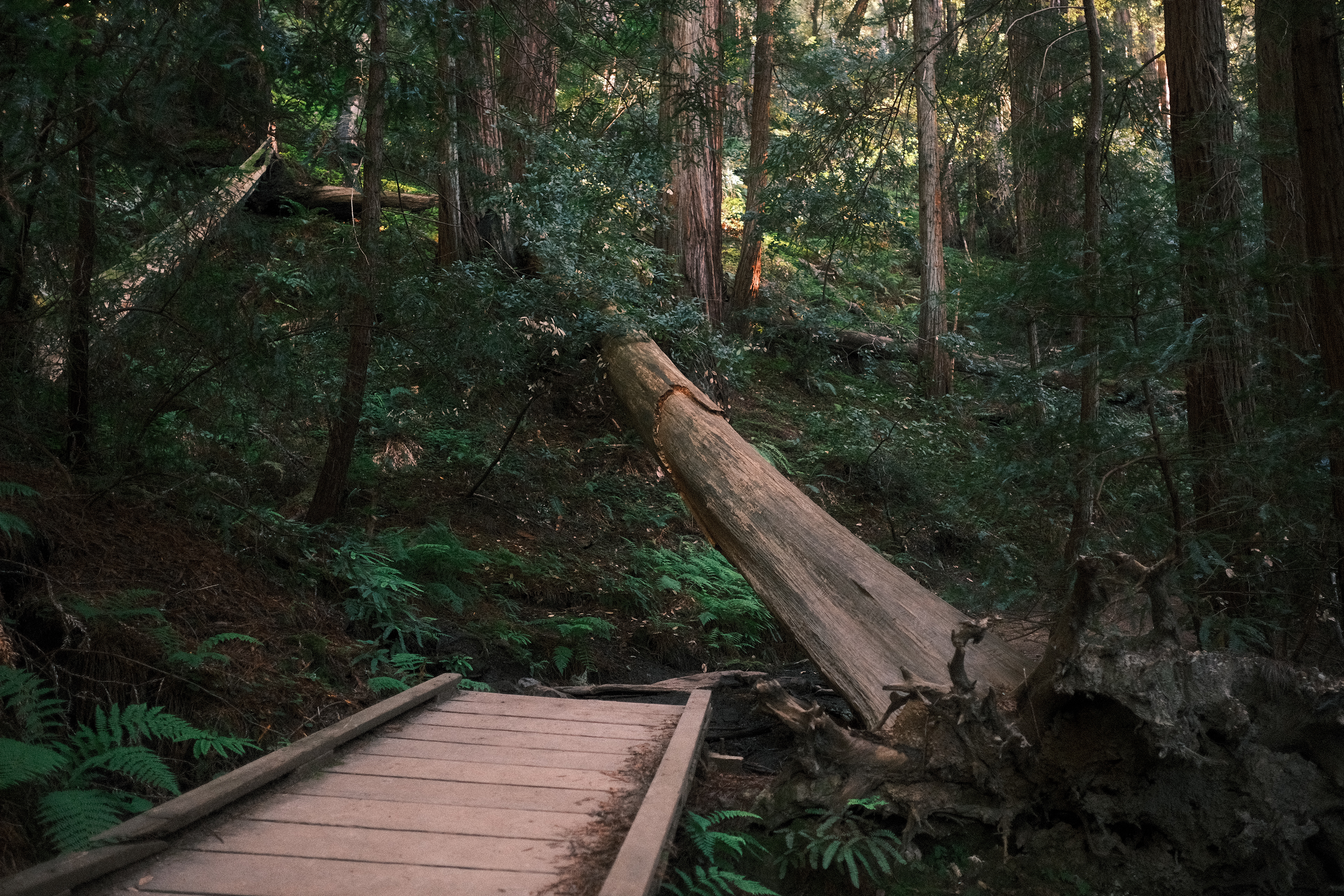 Muir Woods | May 25th, 2024
