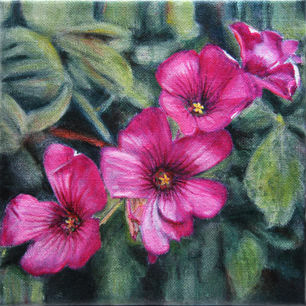 Flower 6 -2013       Oil on canvas 20x20 cm