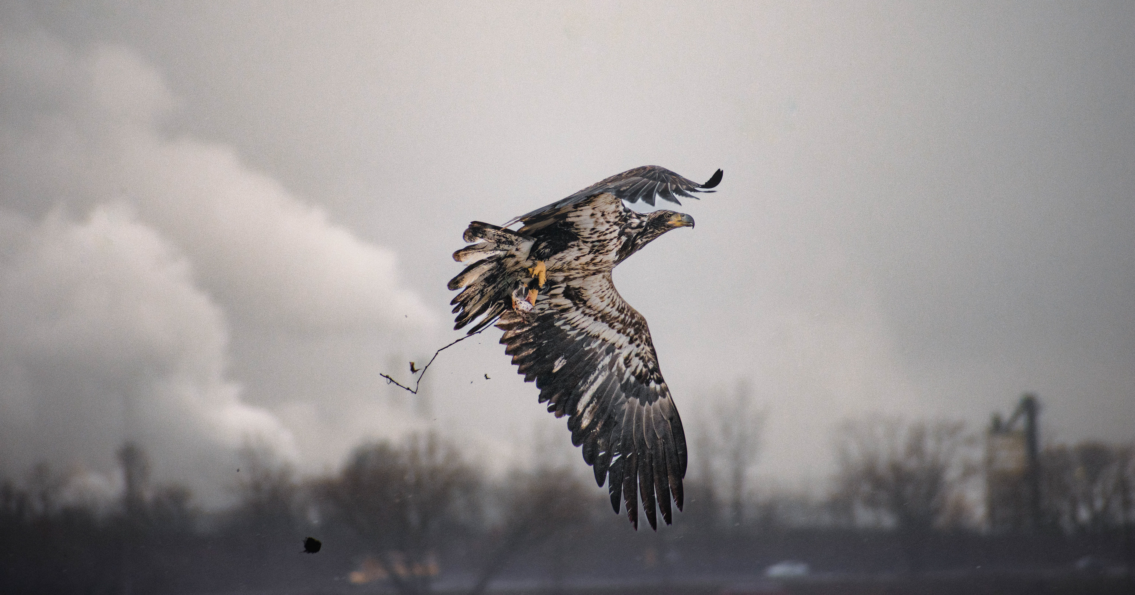 Bald Eagle