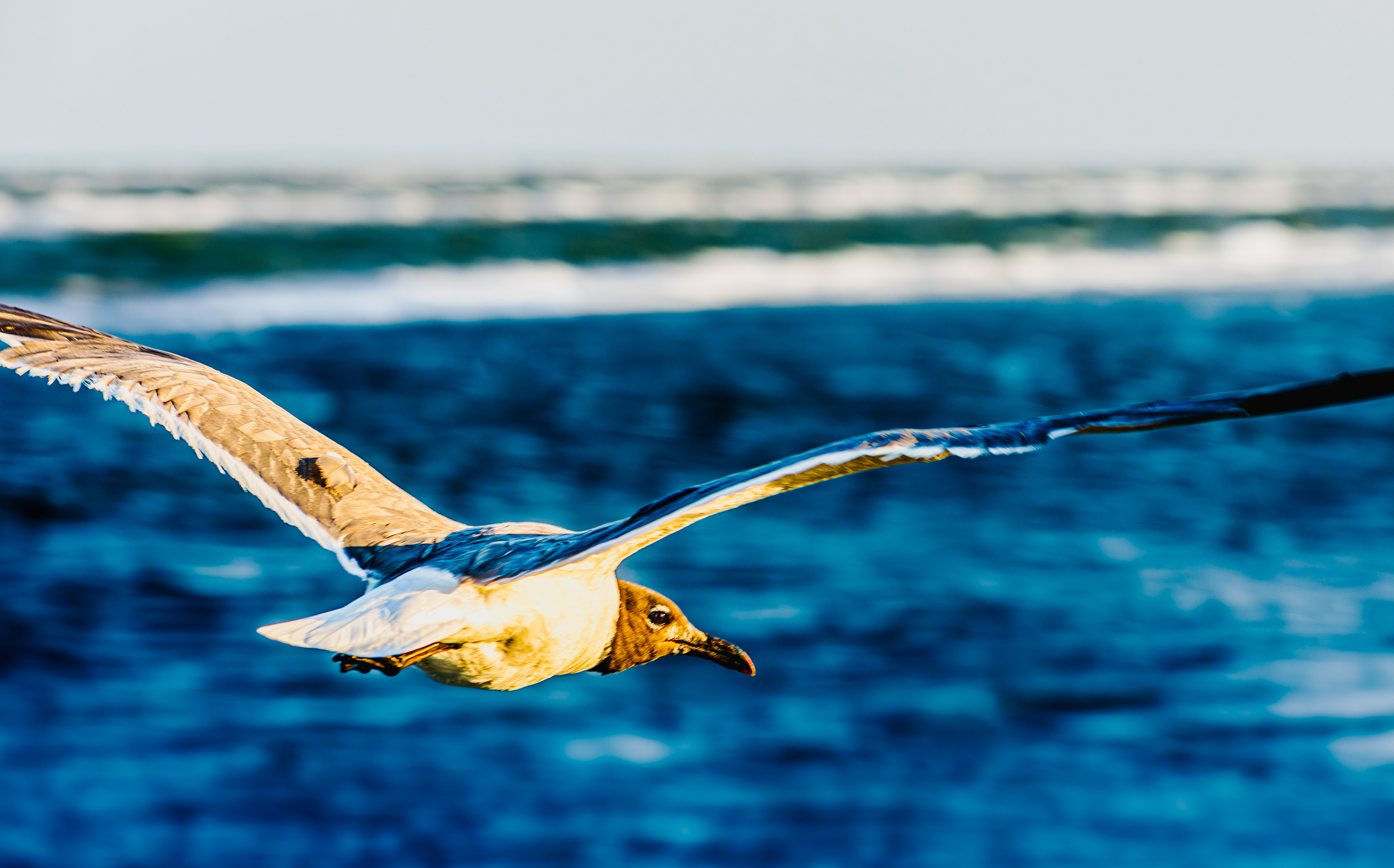 A seagull in Cape May, New Jersey
