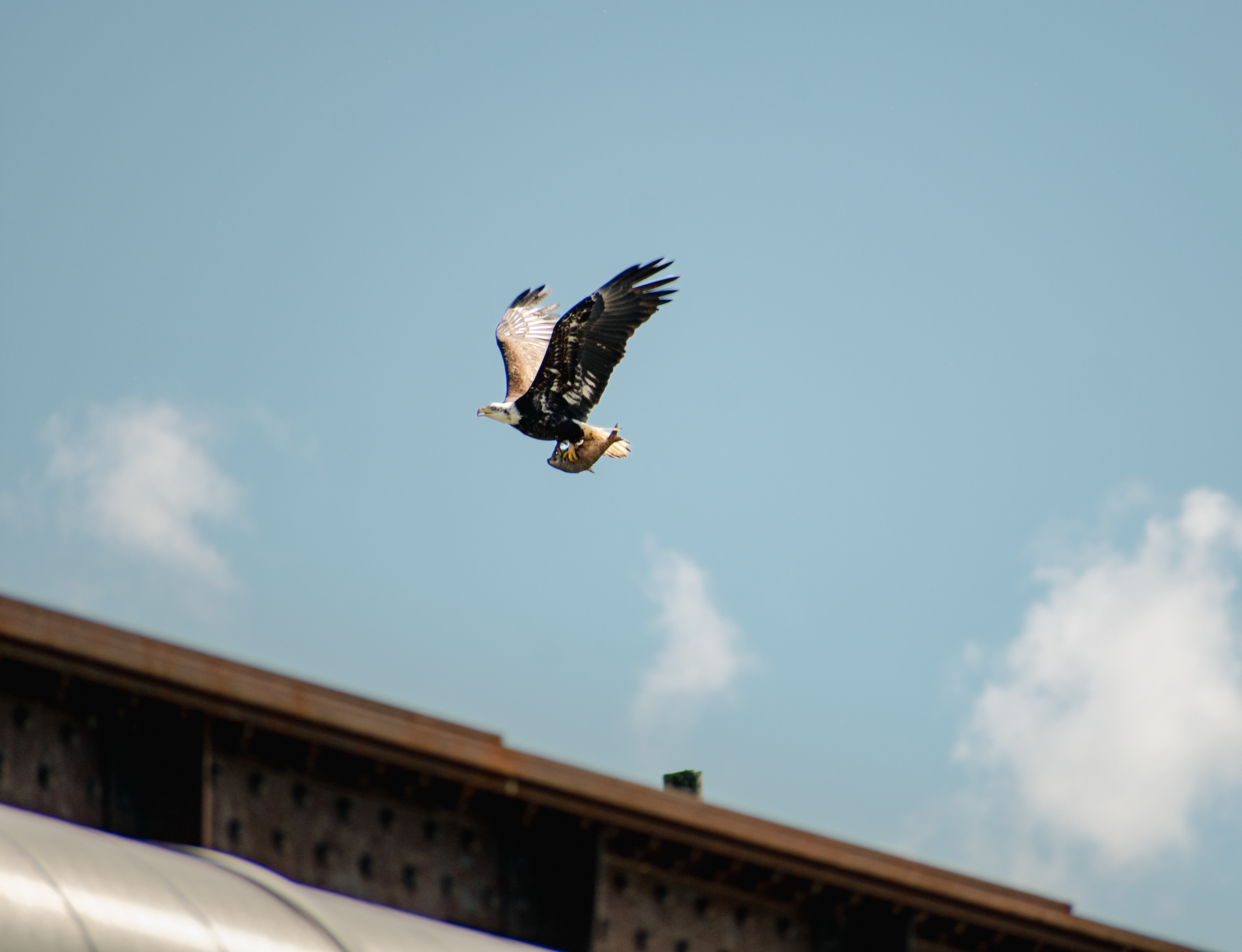 Bald Eagle catching some lunch!