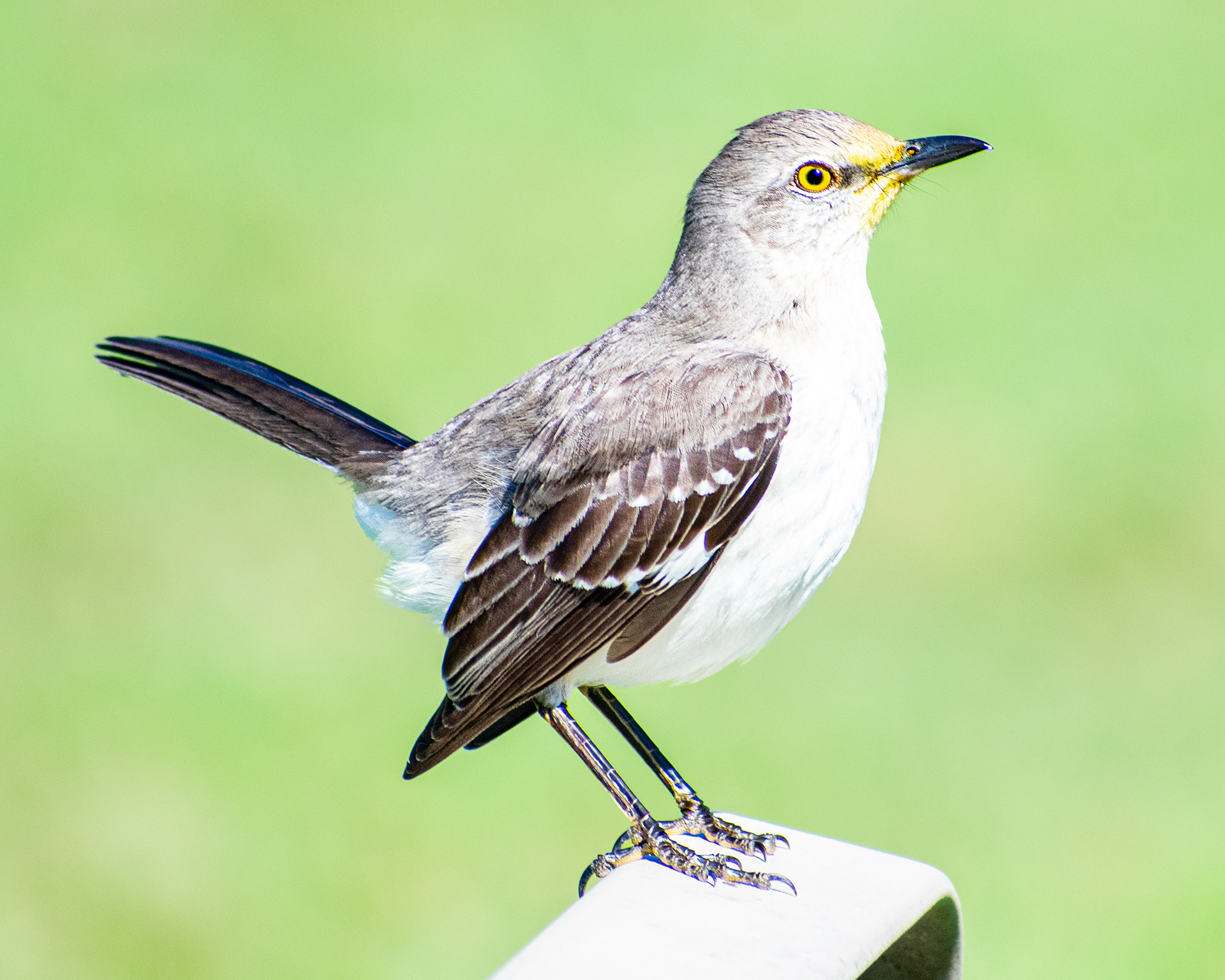Northern Mockingbird