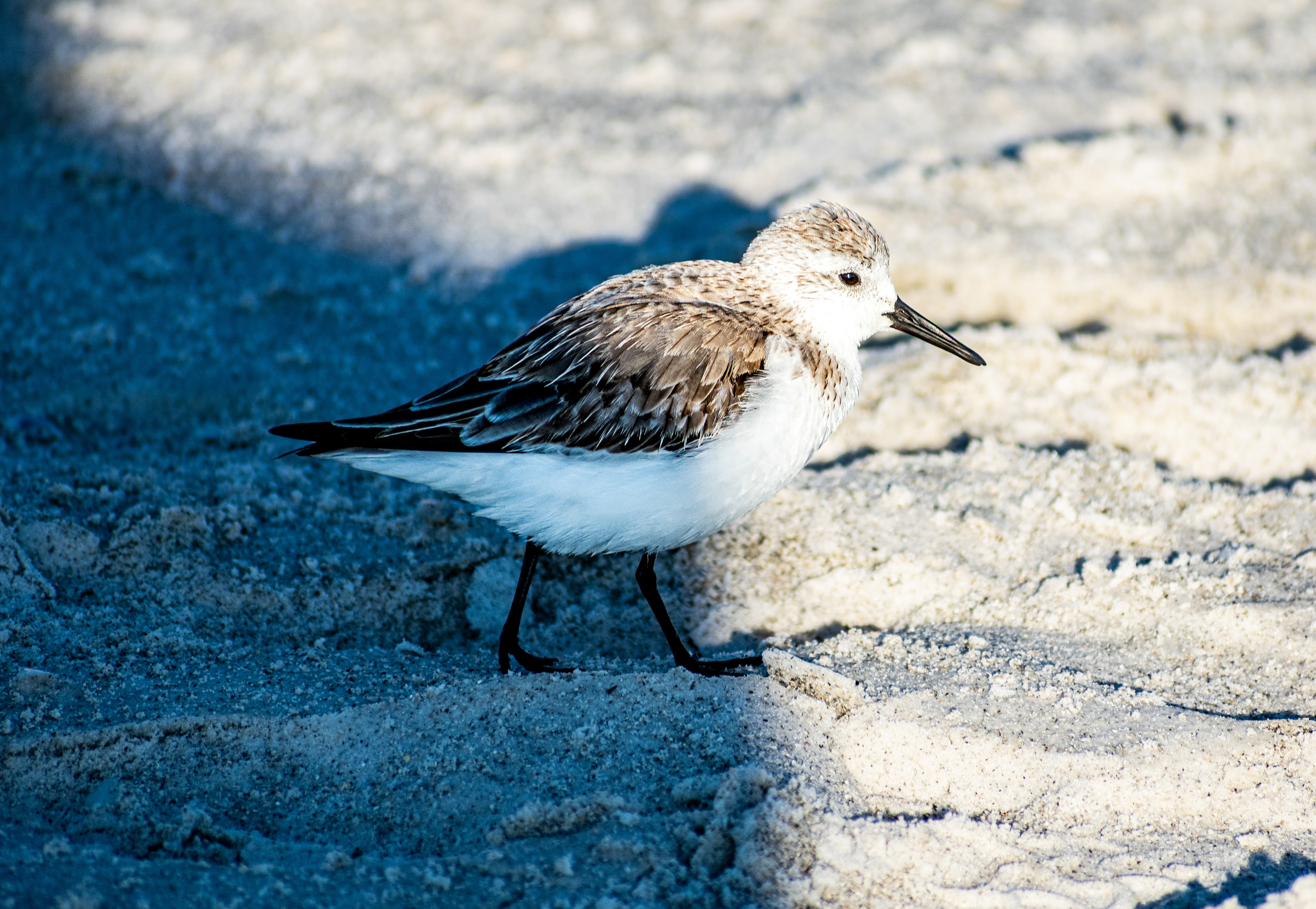 Sanderling