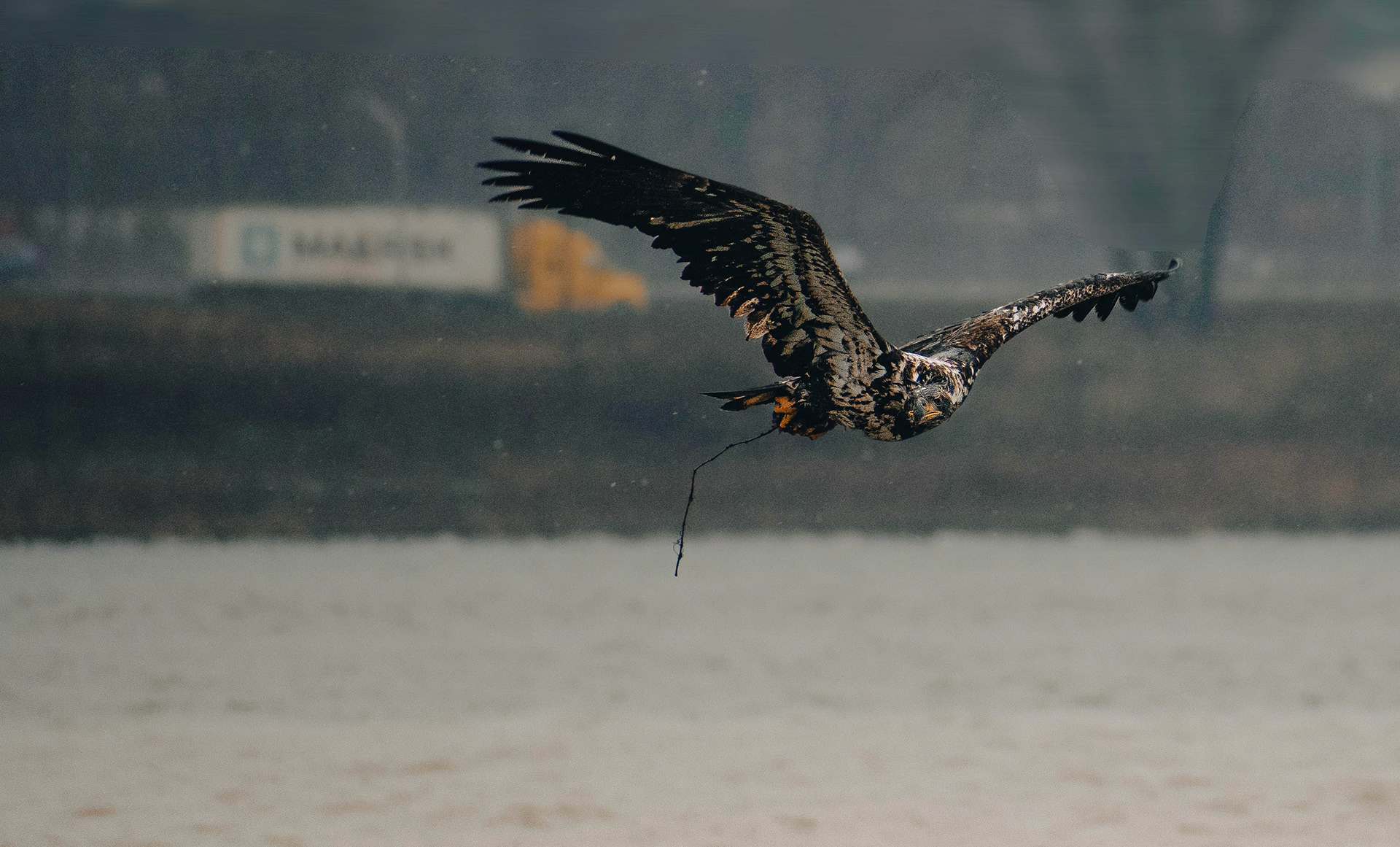 Juvenile bald eagle at Onondaga Lake