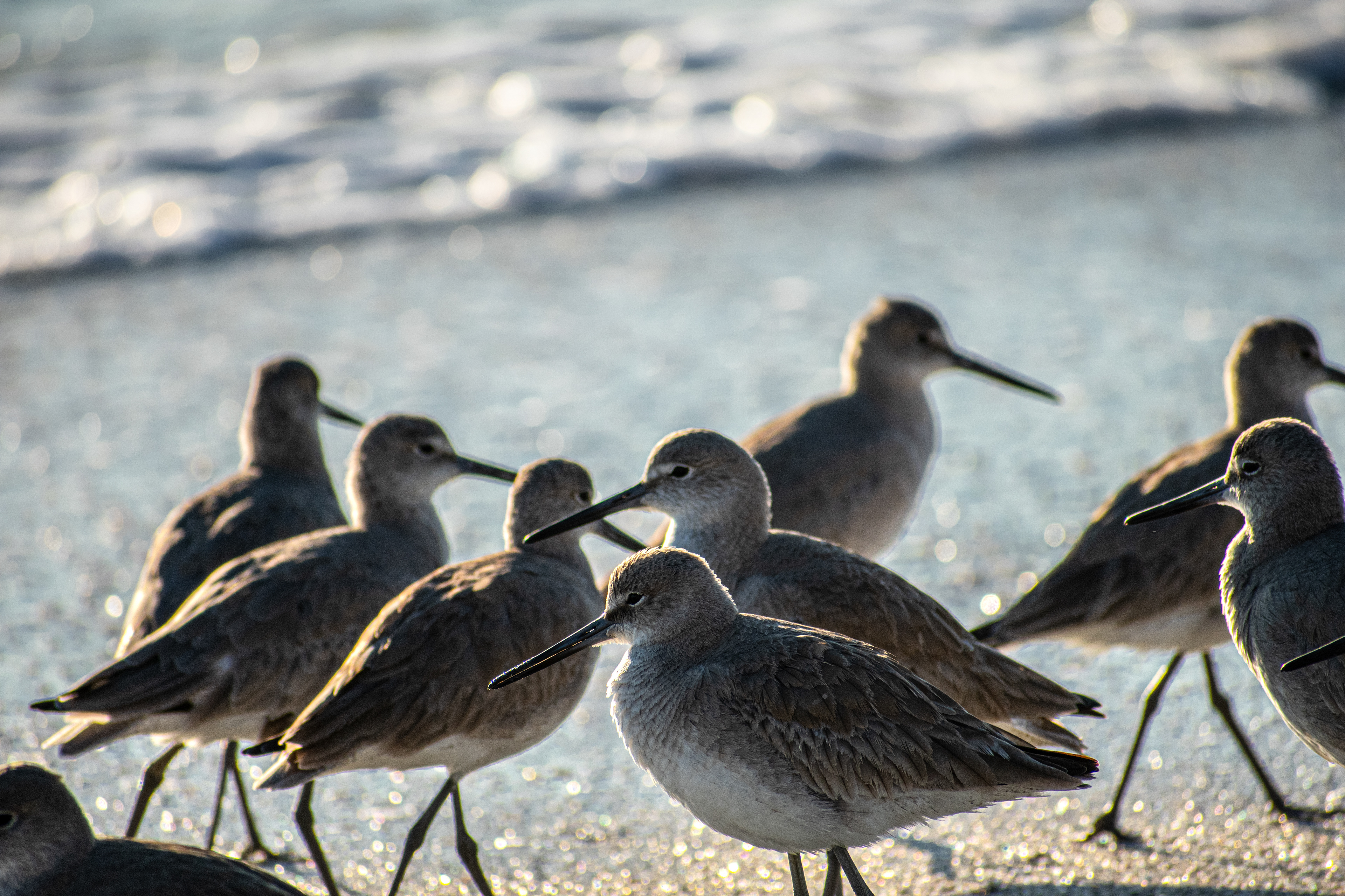 A group of willets; shorebirds in Sarasota