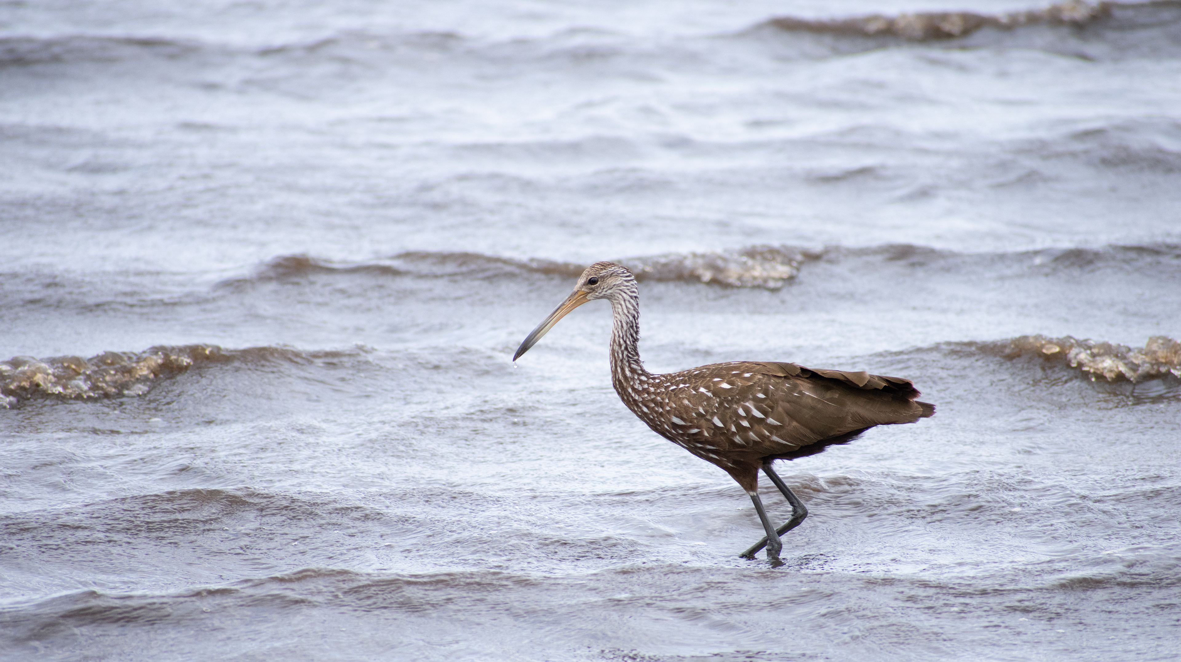 A limpkin at Myakka State Park in Florida